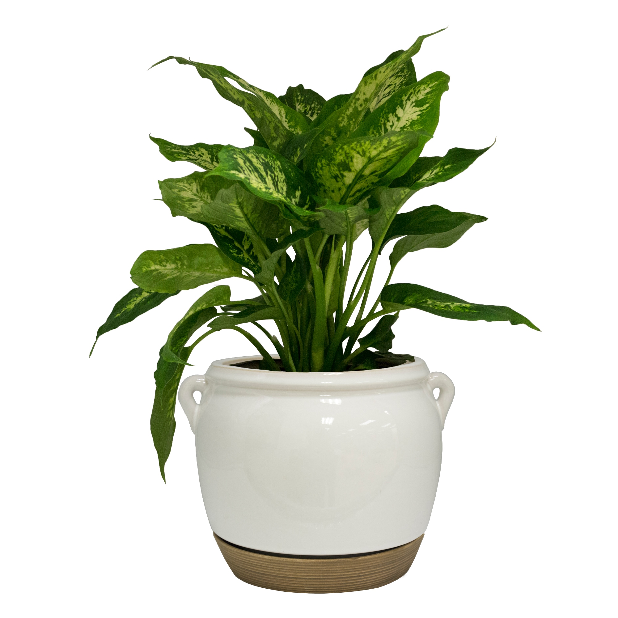 allen + roth CR00425-09B Planter-Window-Box - View #4
