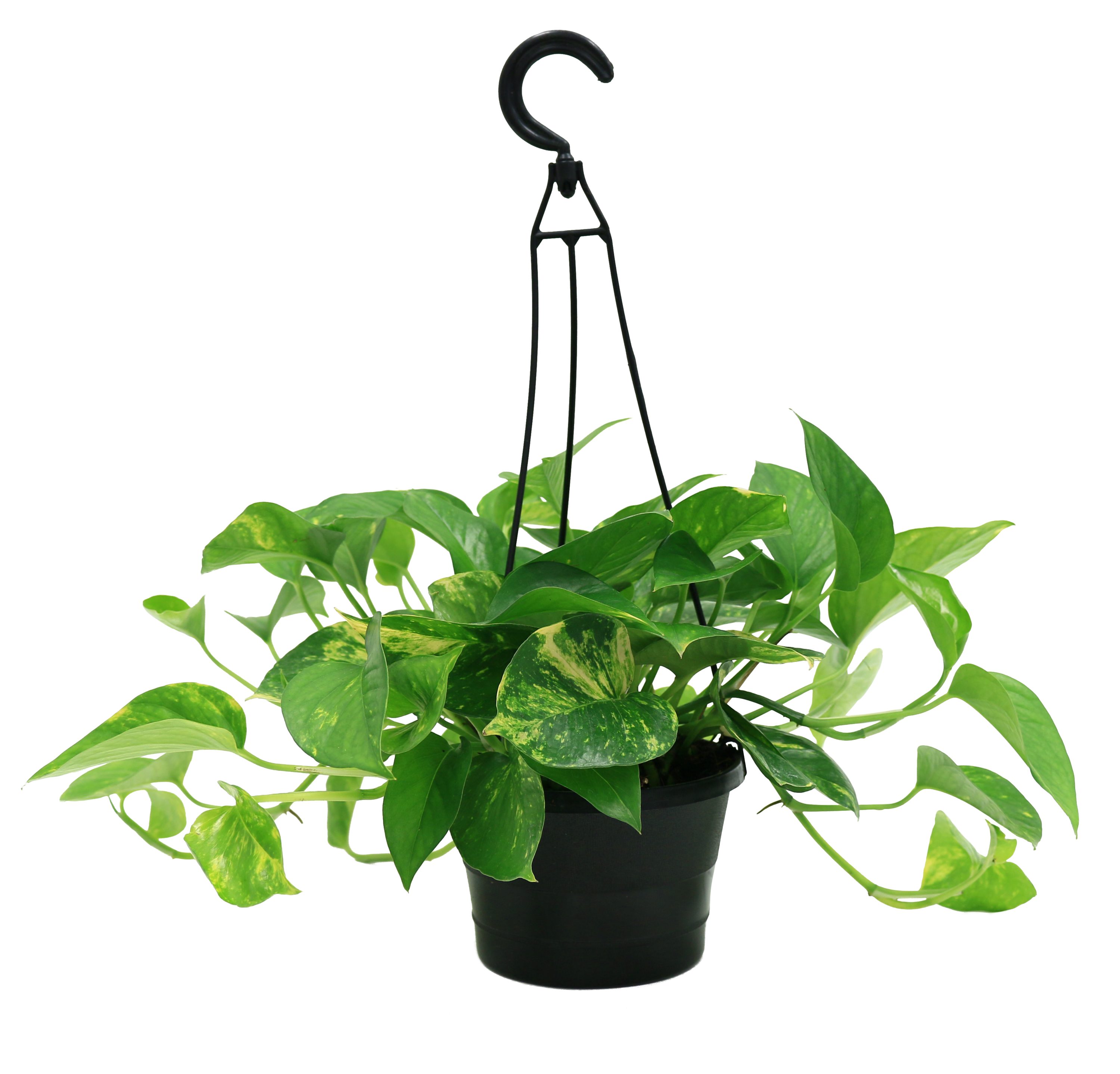 Costa Farms Devil's Ivy House in 6-in Hanging Basket in the House Plants department Lowes.com