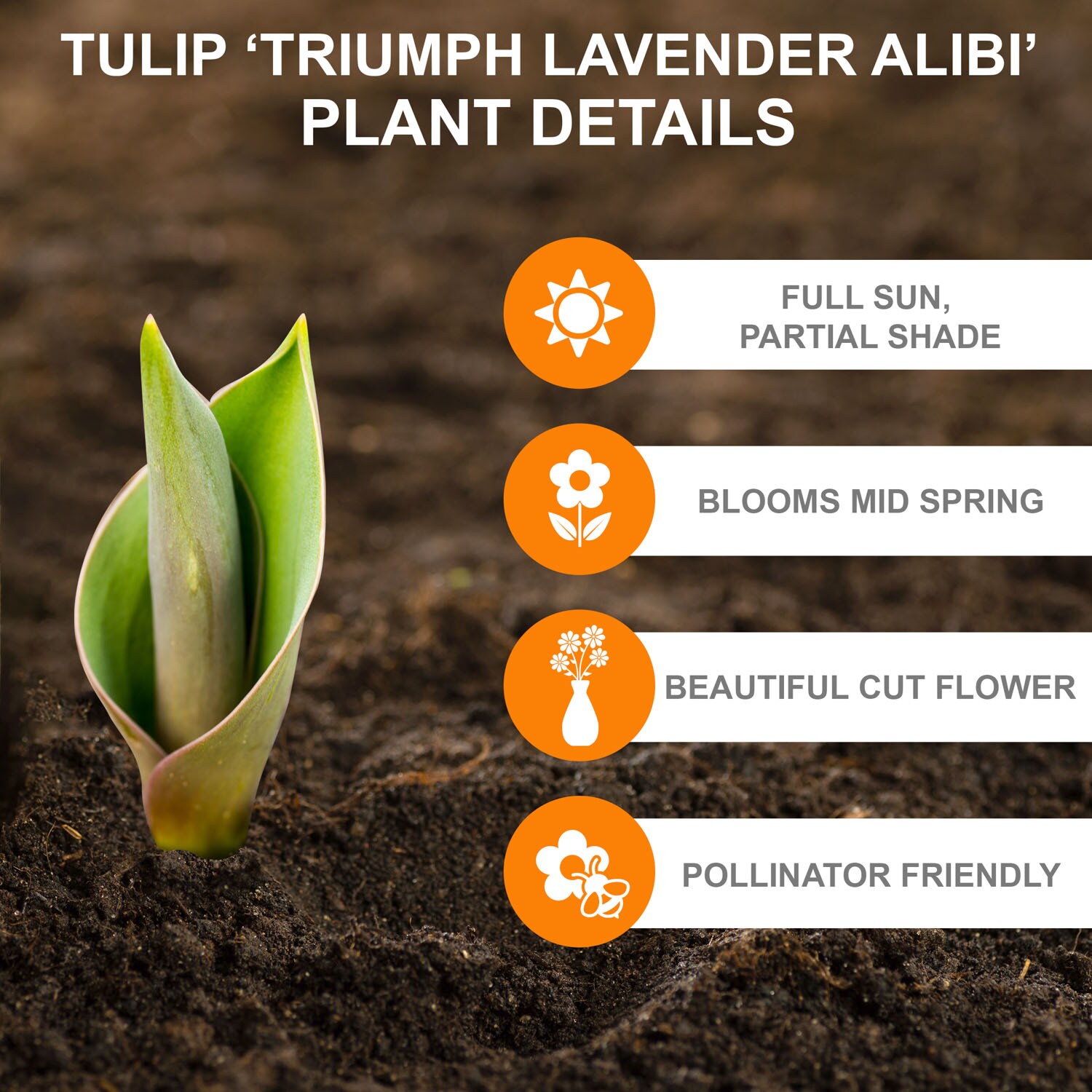 Garden State Bulb ECF-91-100-04 Plant-Bulbs - View #2