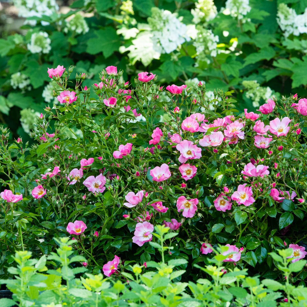 Spring Hill Nurseries 91663 roses - View #2