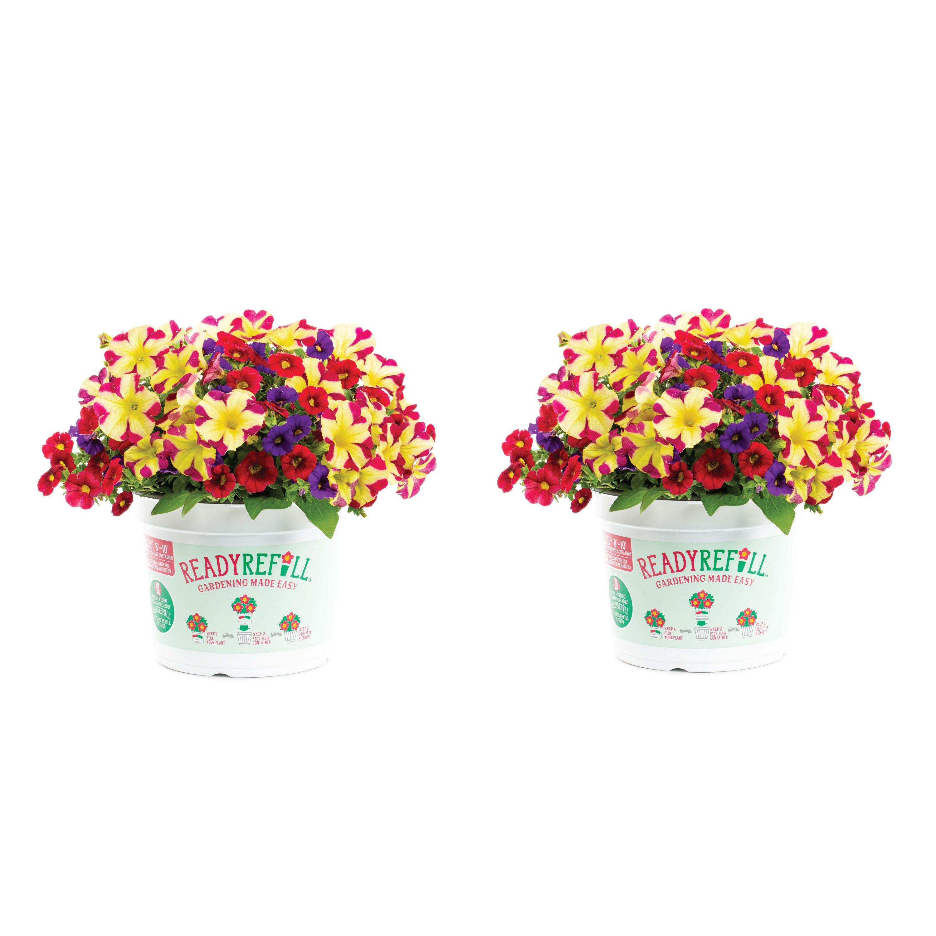 Metrolina Greenhouses Multicolor Calibrachoa in 3-Quart Pot 2-Pack in ...