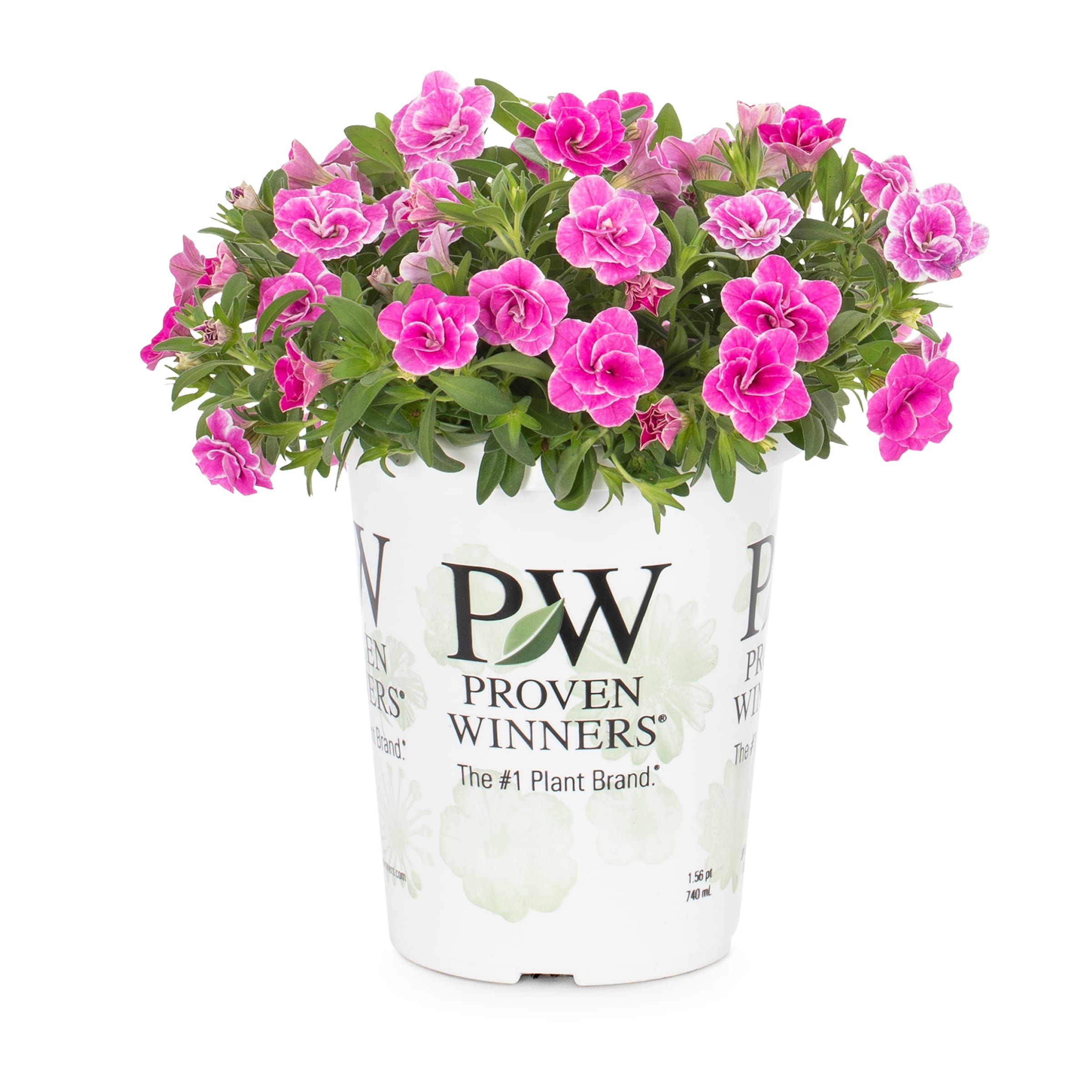 Proven Winners Pink Superbells Doublette Love Swept Calibrachoa in  1.56-Pint Pot in the Annuals department at