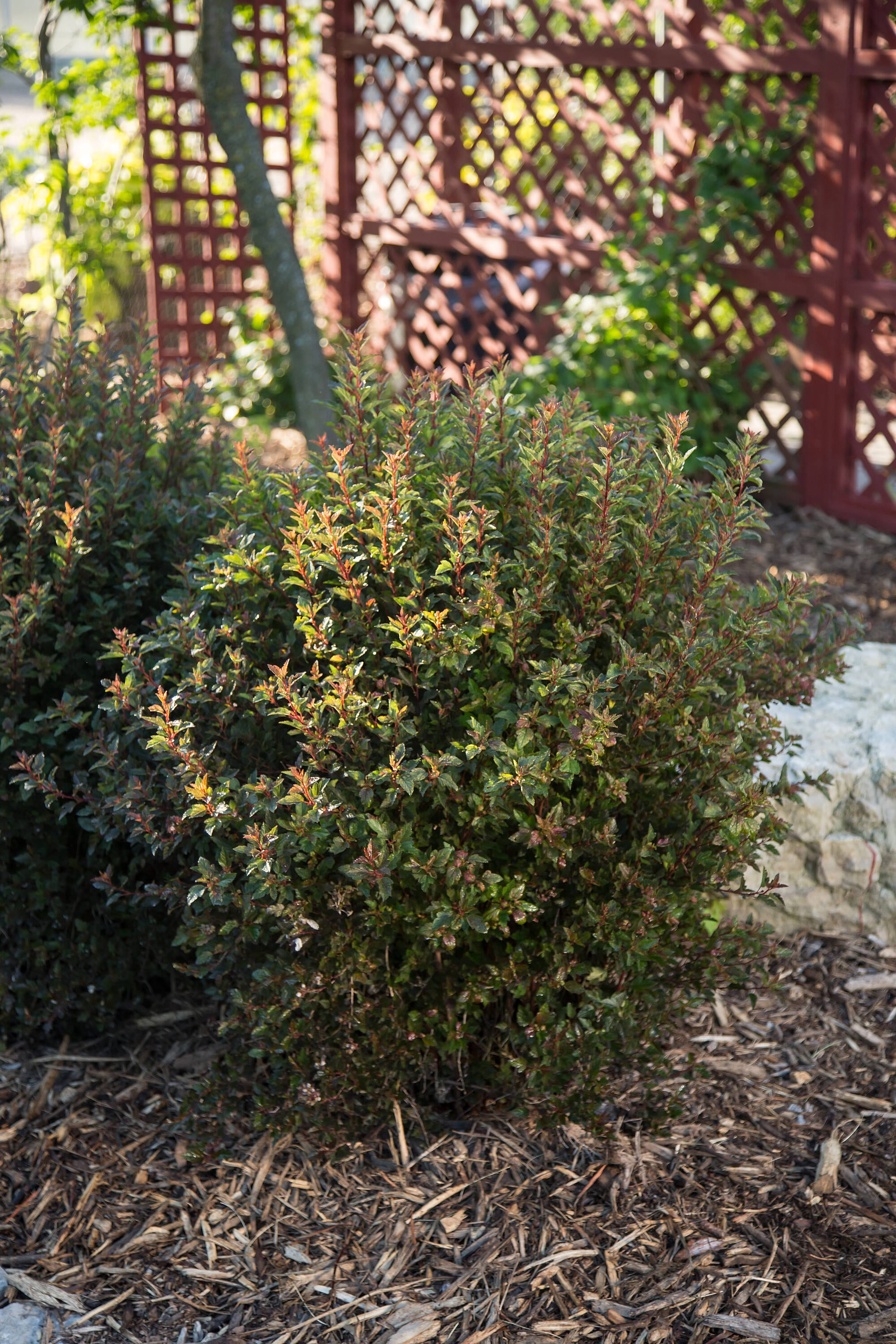 Lowe's NURSERY shrubs - View #15