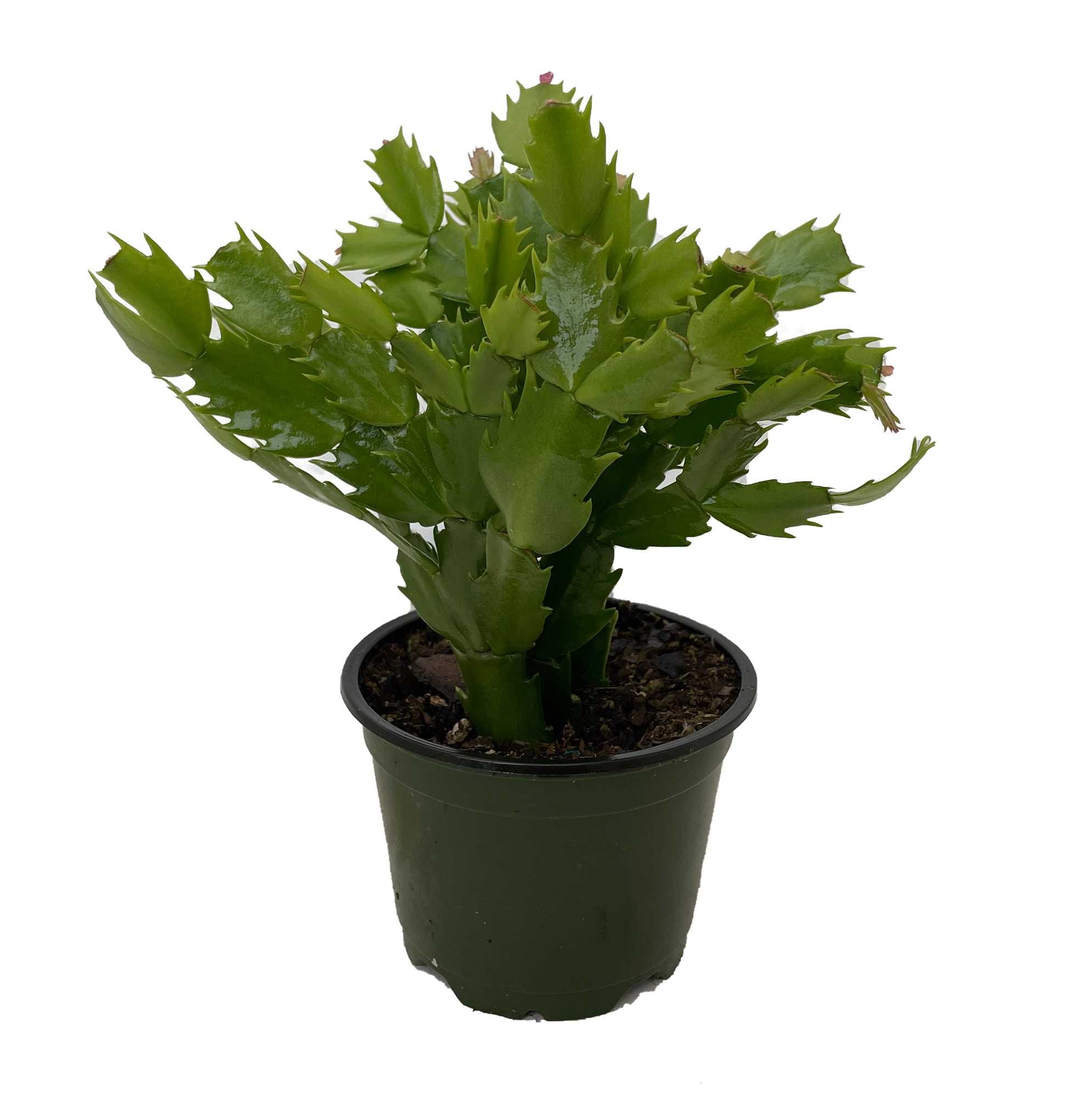 Hirt's Gardens Purple/Magenta Christmas Cactus Plant - Zygocactus