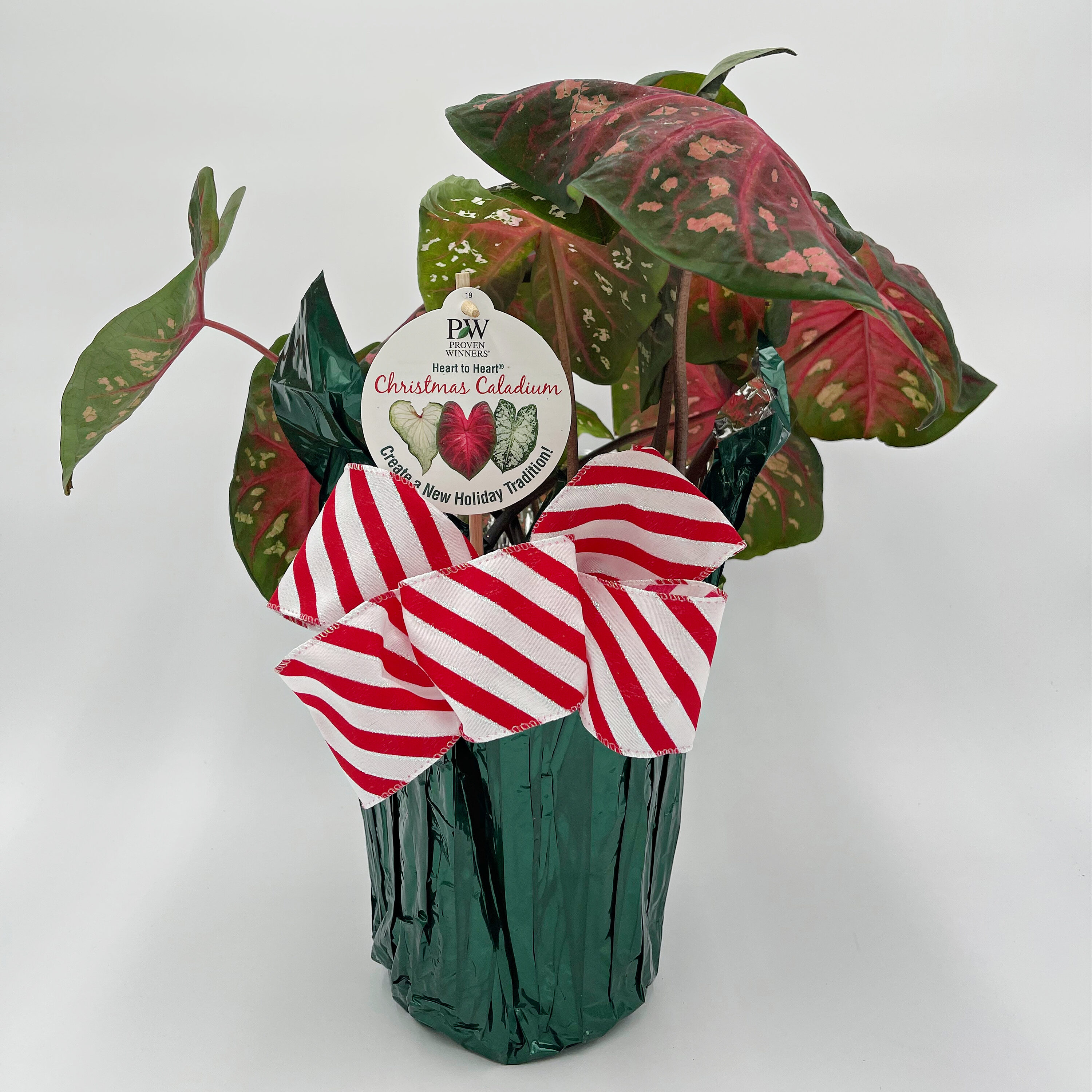 Proven Winners CLDPRW1207100 1 -Gallon Fresh Christmas Potted Caladium
