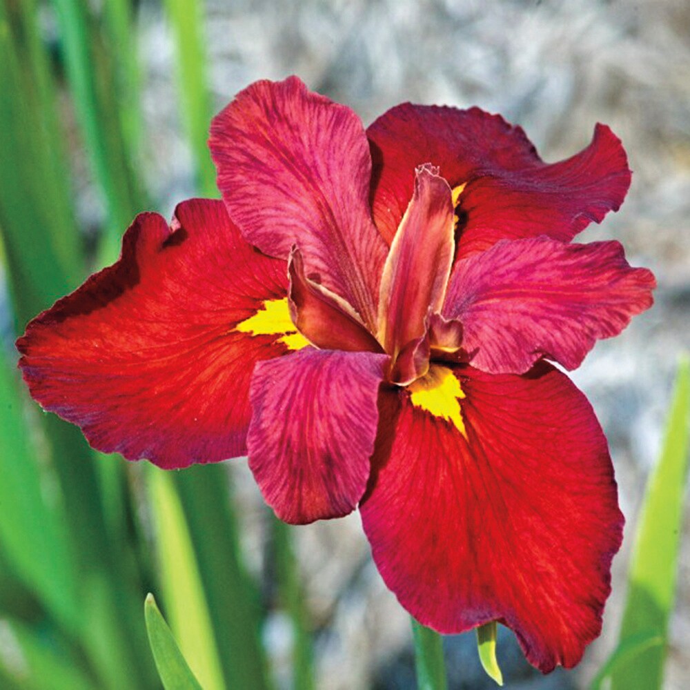 Gardens Alive! Red Ann Chowning Iris Perennial Plants in 3-Pack ...