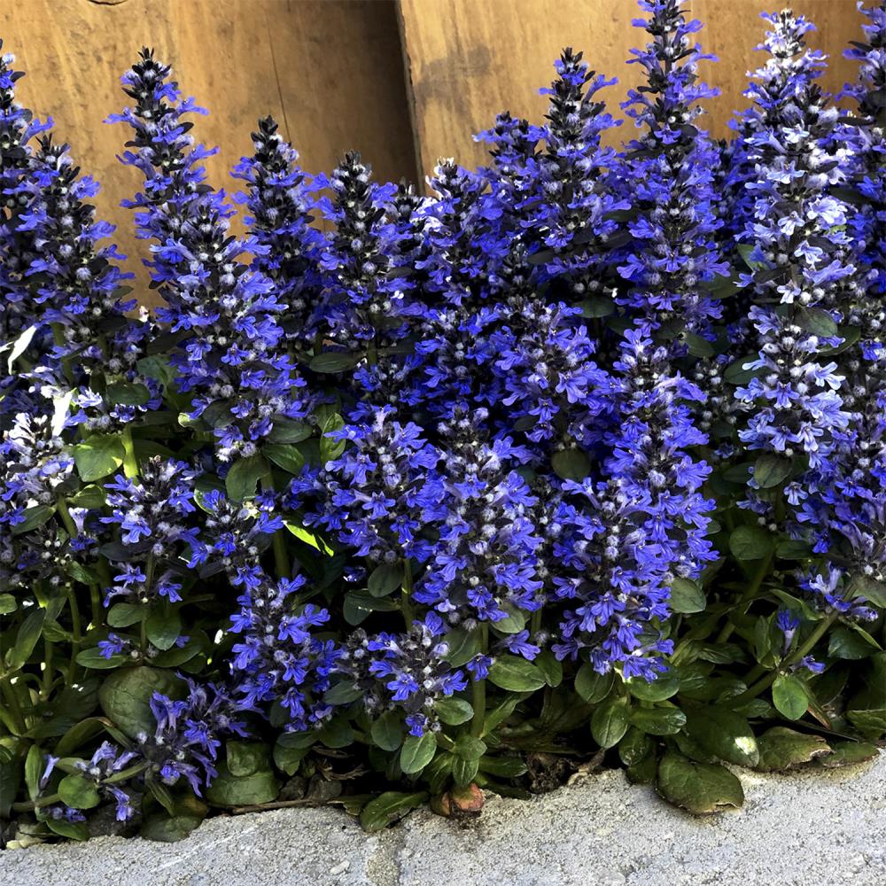 Spring Hill Nurseries 80449 Ground-Cover - View #4