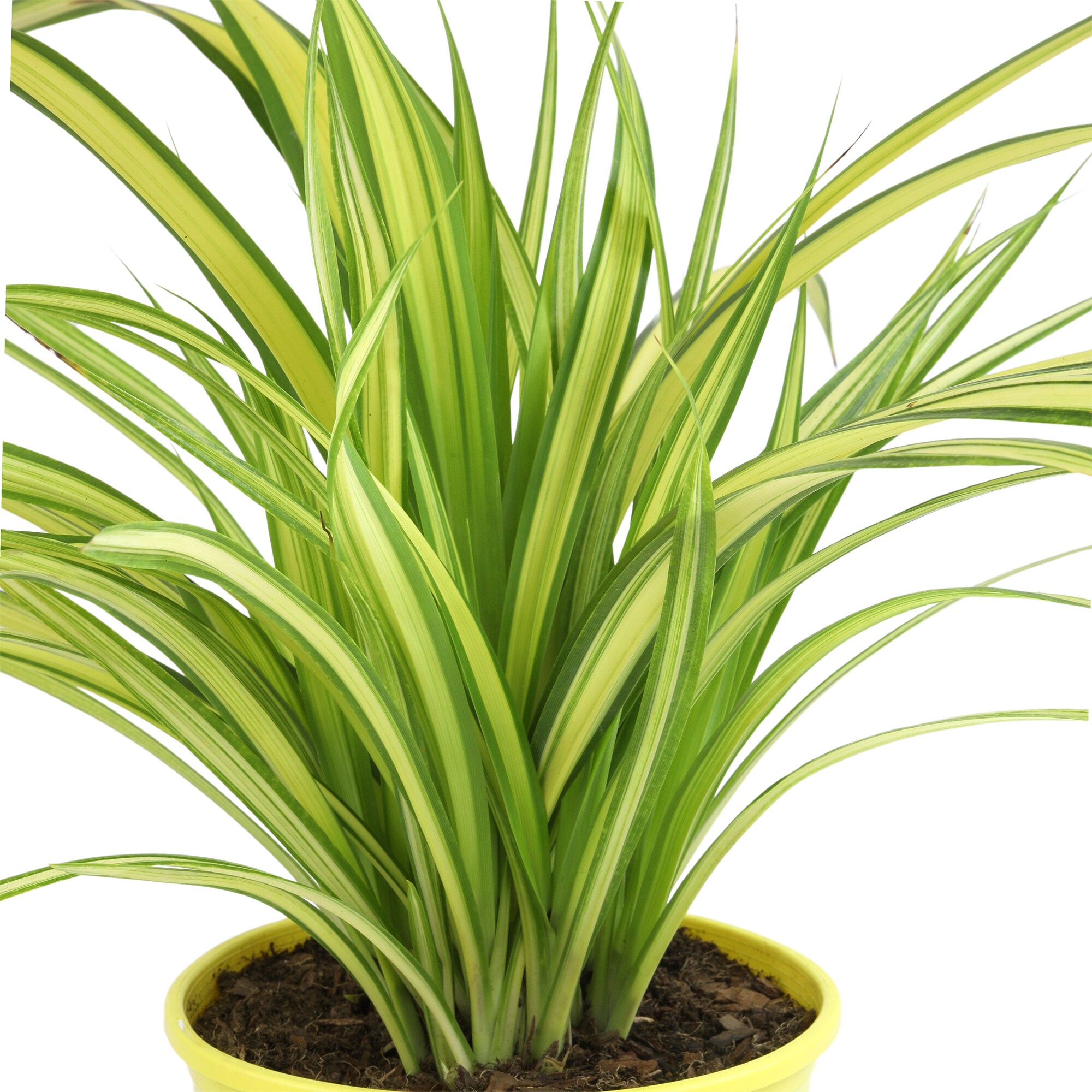 Altman Plants 0873131 perennials - View #8