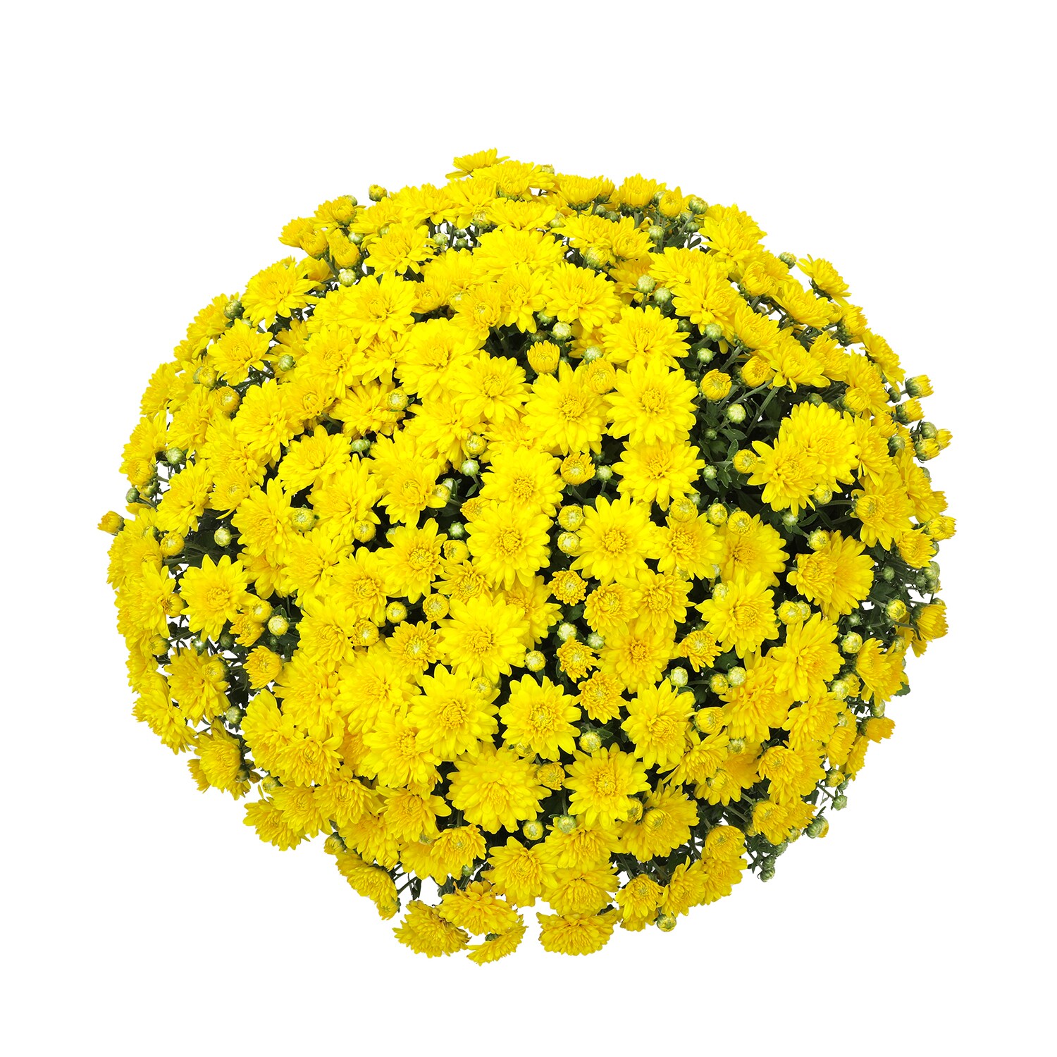 Altman Plants 0881449 annuals - View #2
