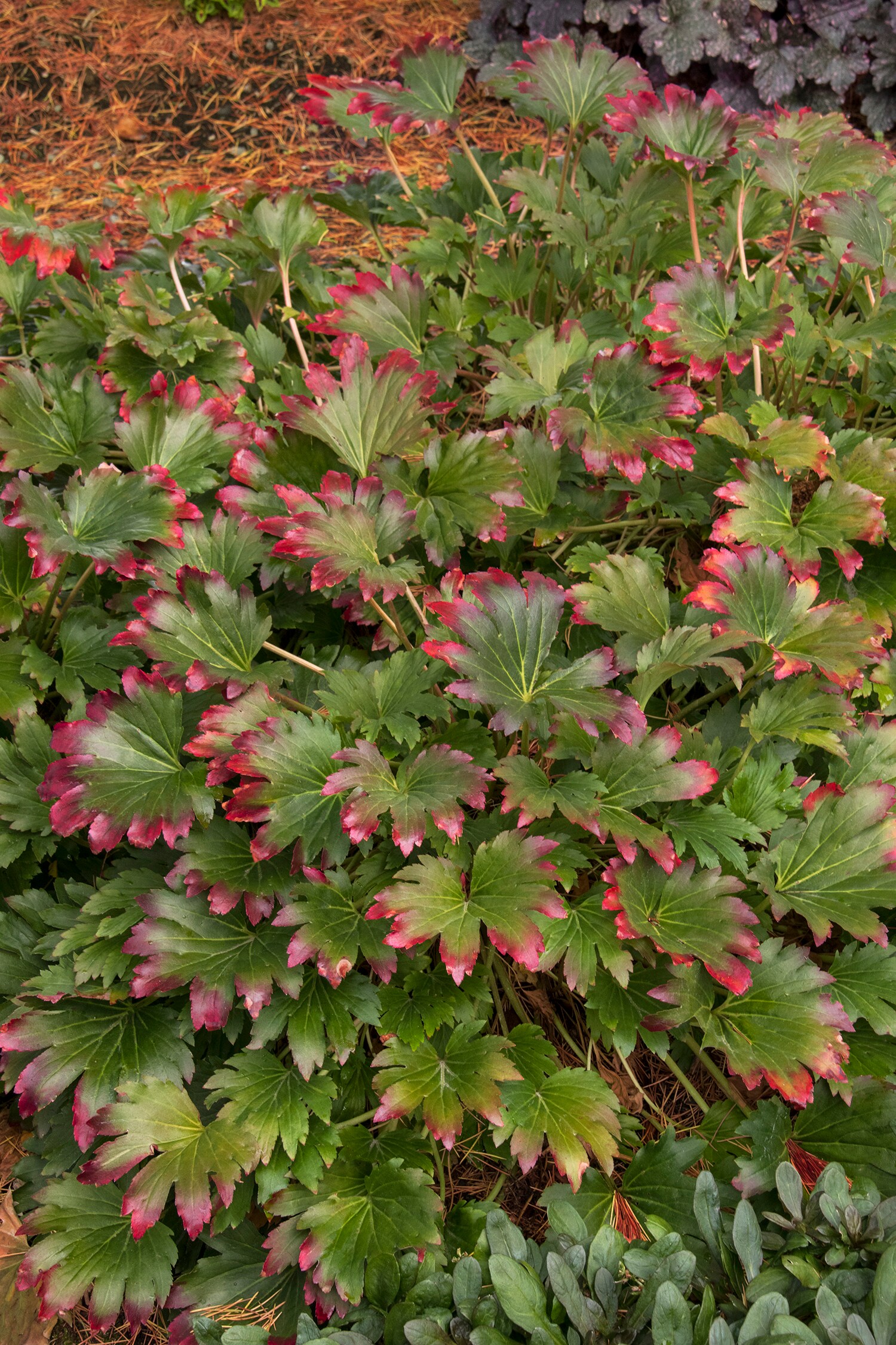 Monrovia 047252 perennials - View #4