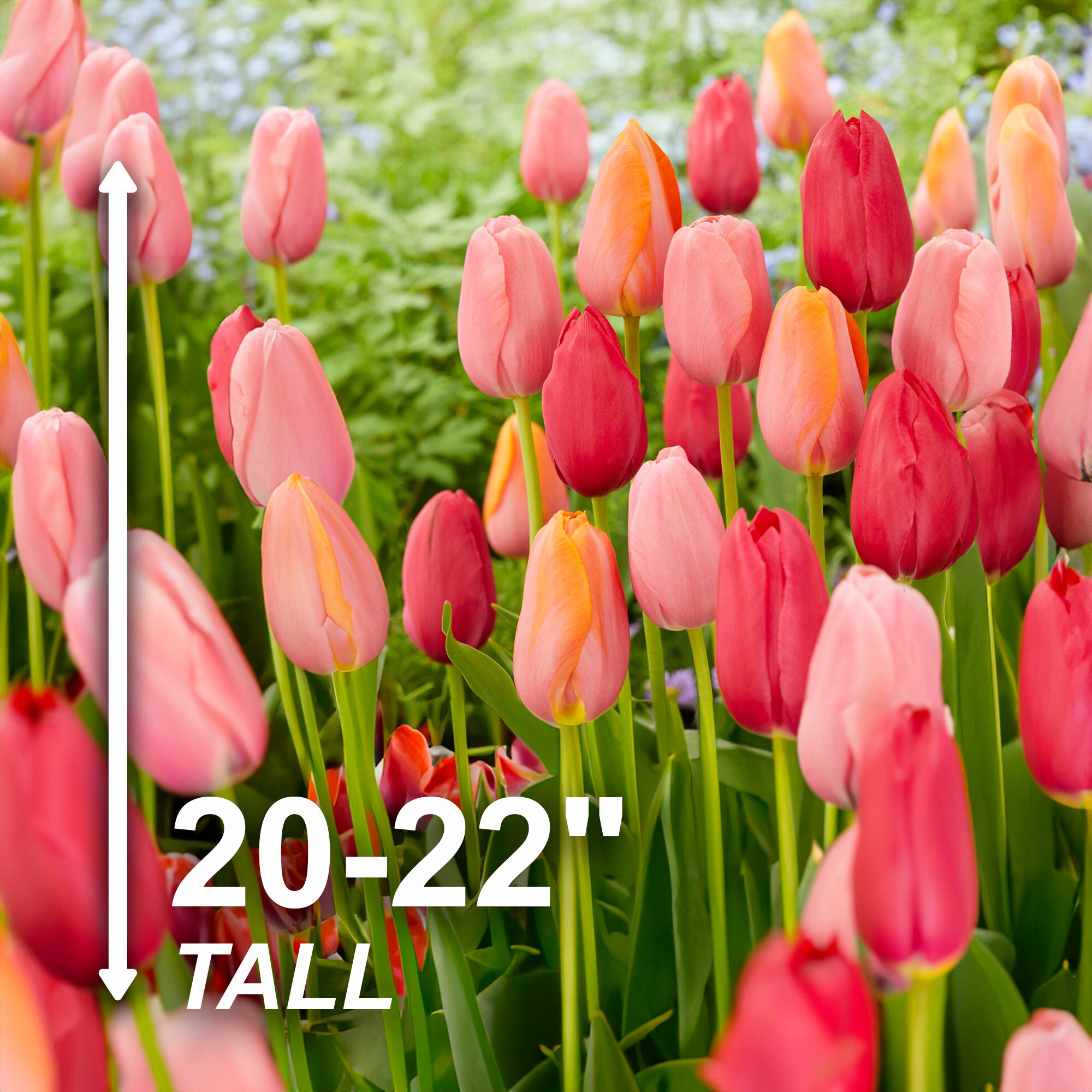 Garden State Bulb ECF-37-100-04 Plant-Bulbs - View #3