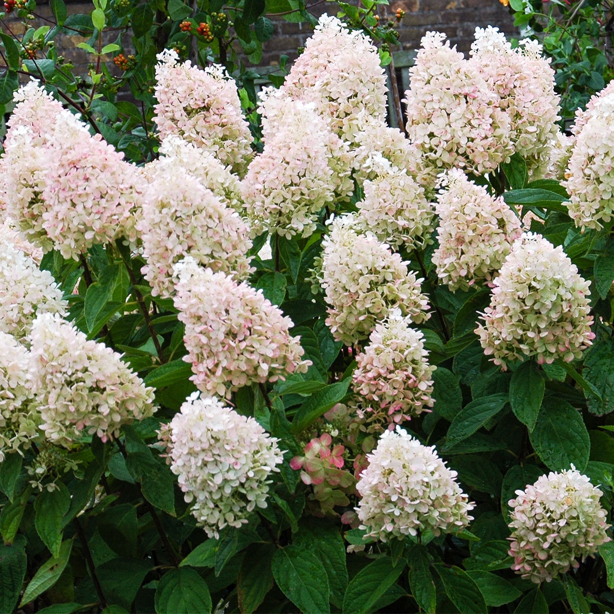 Van Zyverden 82911 Plant-Bulbs - View #2