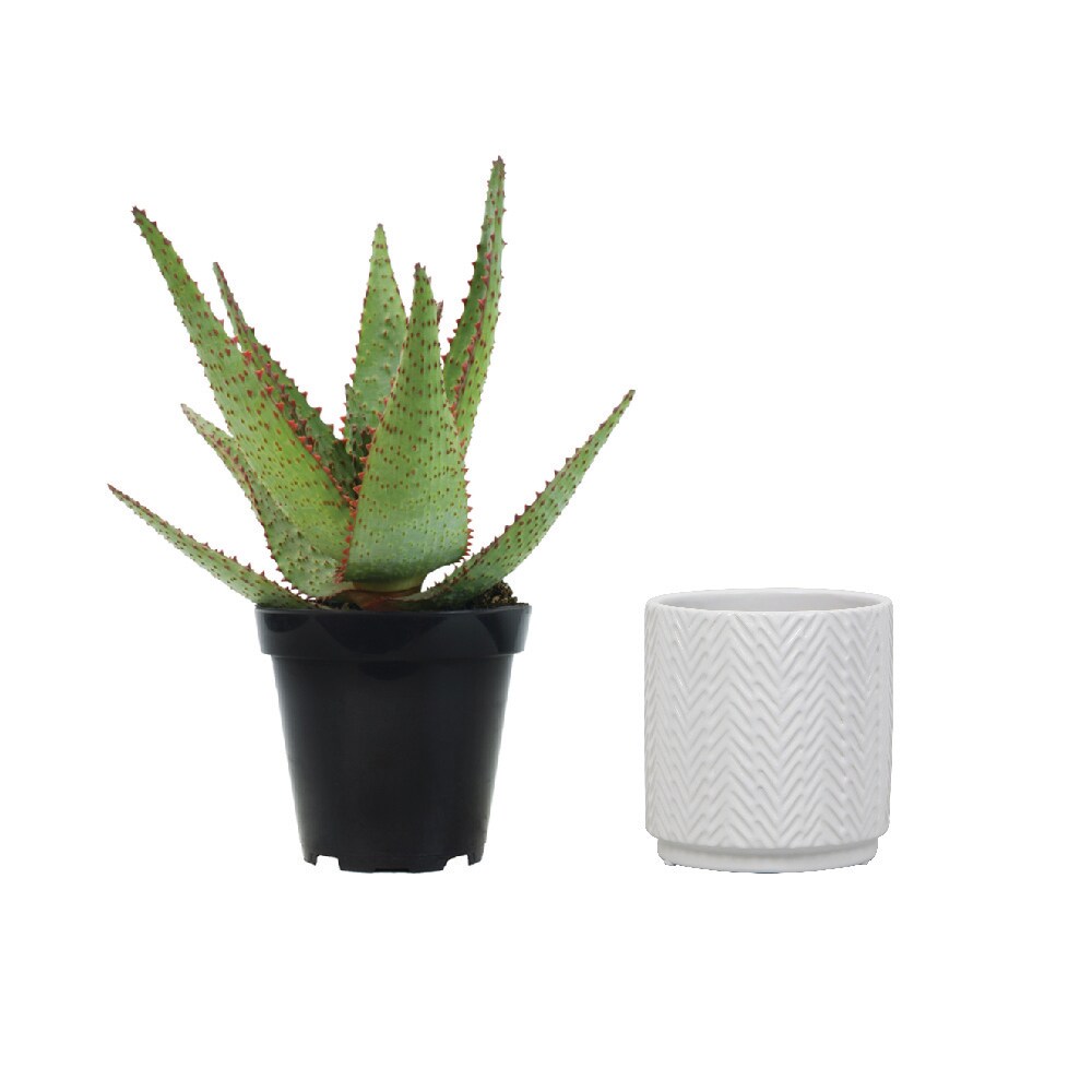 Altman Plants   Low-Maintenance 11-oz Star Aloe and allen + roth 5-inch White Ceramic Indoor Planter