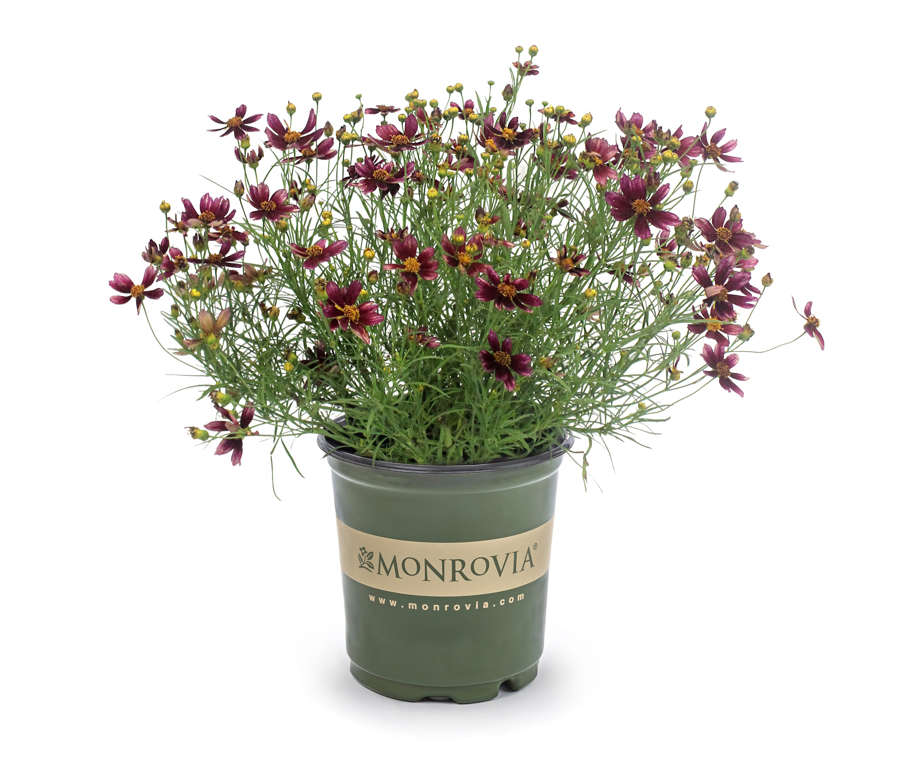 Monrovia NURSERY Red Red Elf Coreopsis Plant in 2.50 -Quart Pot 1 -Pack