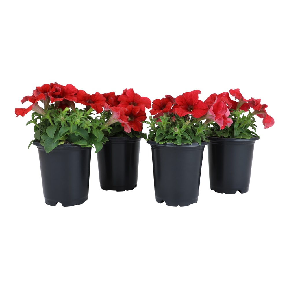 Altman Plants 0881214 Red Petunia in 1 Pint Pot 4 -Pack
