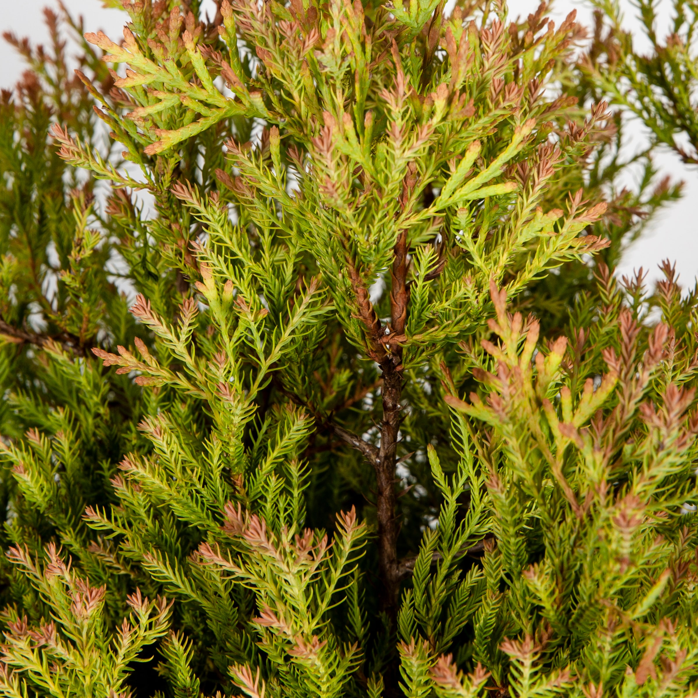 Lowe's 951135 shrubs - View #2