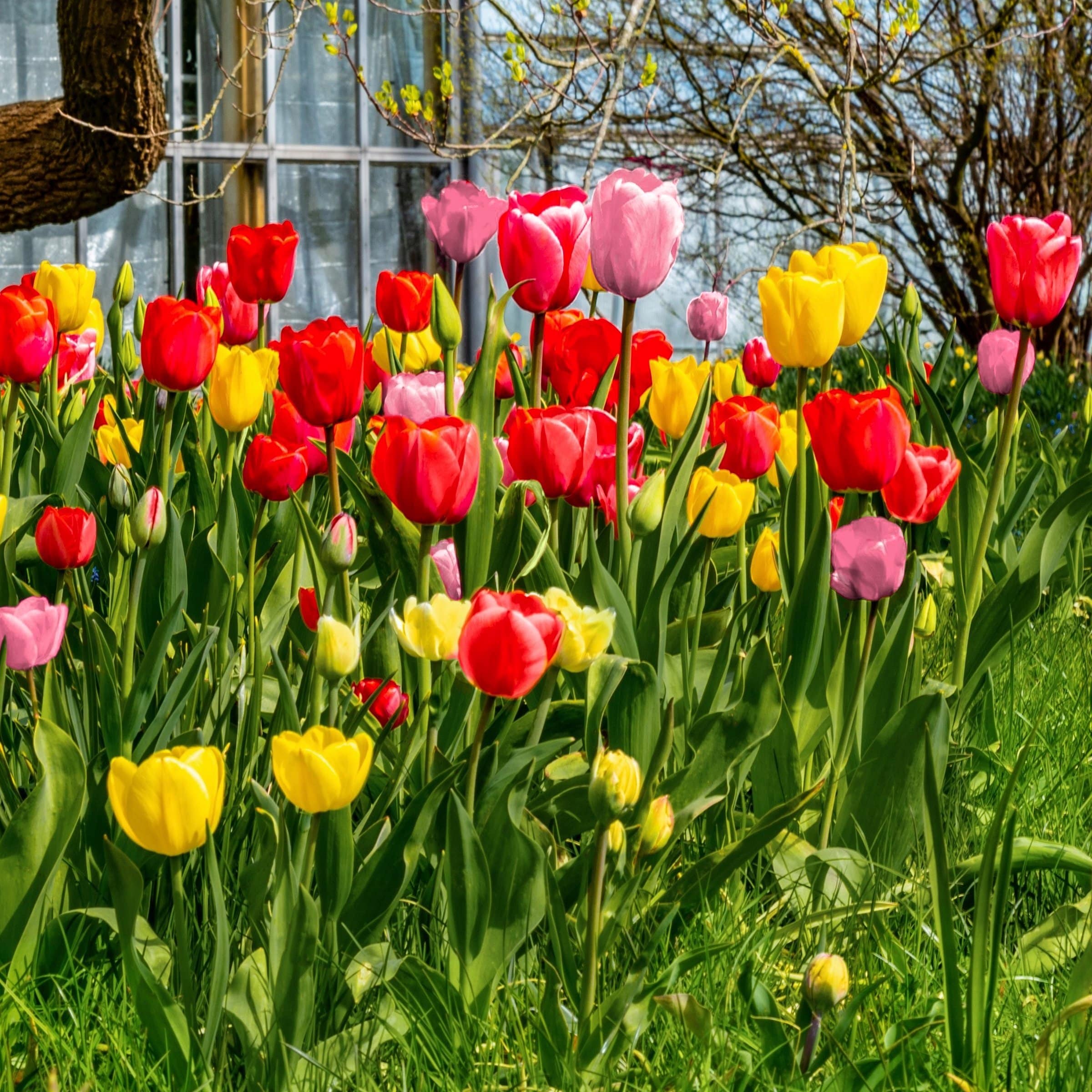 National Plant Network LW3151A Plant-Bulbs - View #8