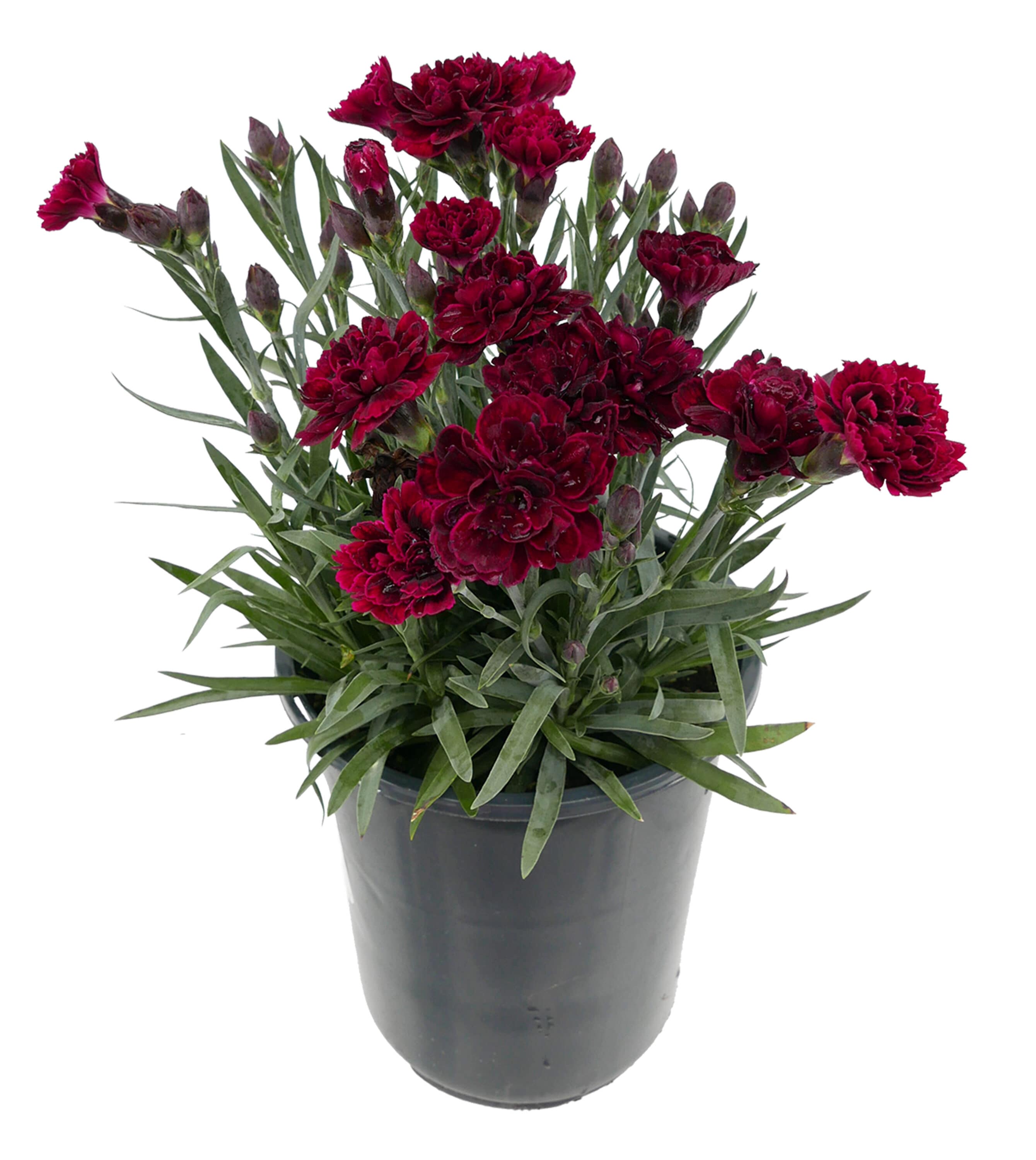 2.5 -Quart Red Carnation Scent First Passion 1 -Pack - Low Maintenance