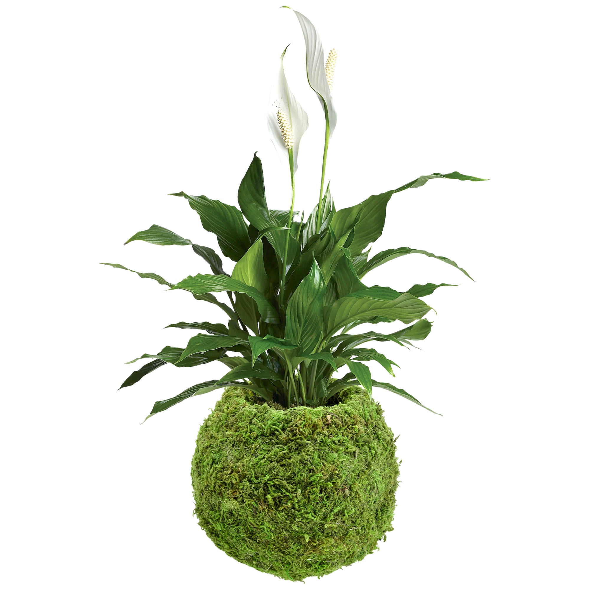 Small Green Moss Ball Planter Set with Metal Frame