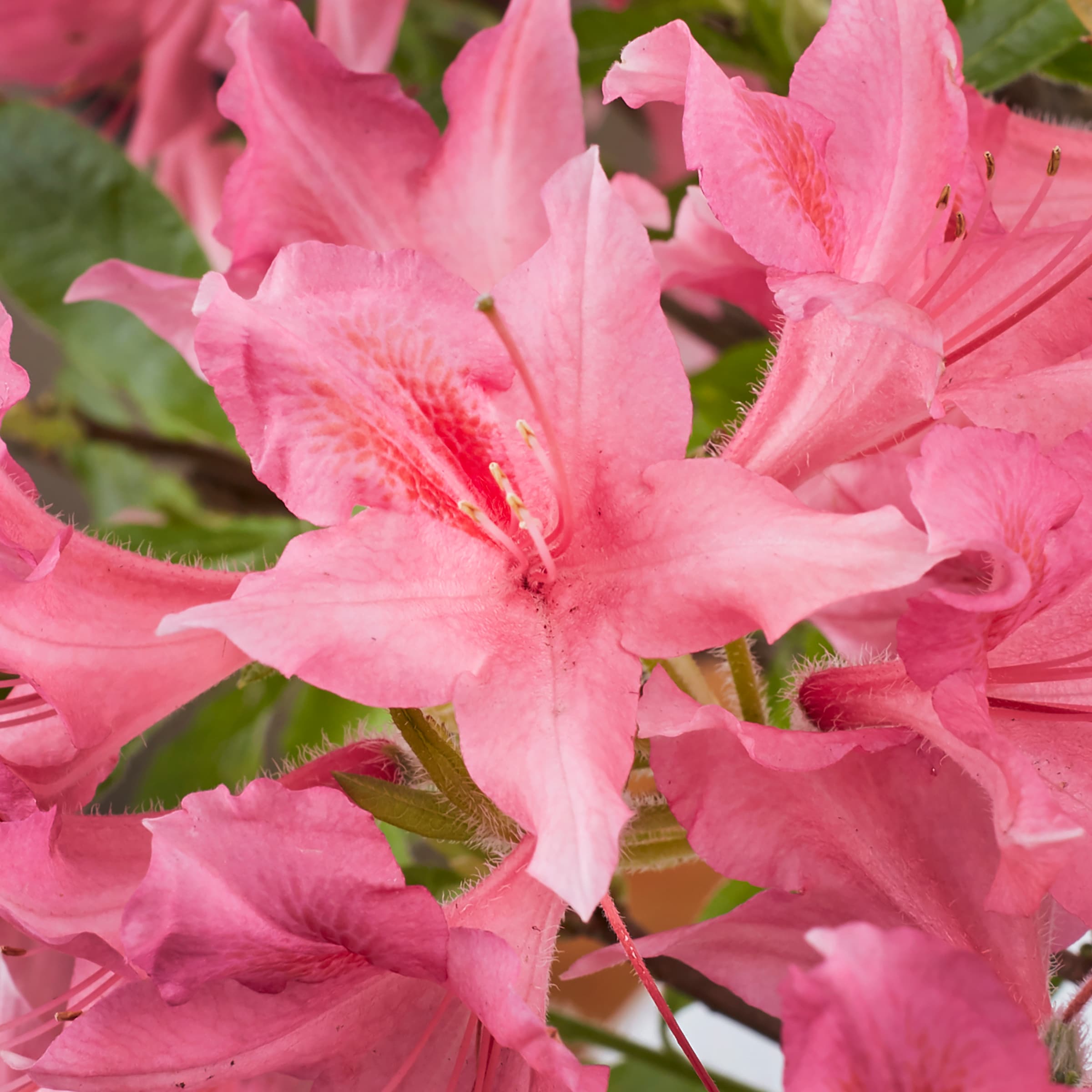 Lowe's Multicolor Exbury Hybrid Azalea Flowering Shrub in 1-Gallon Pot ...