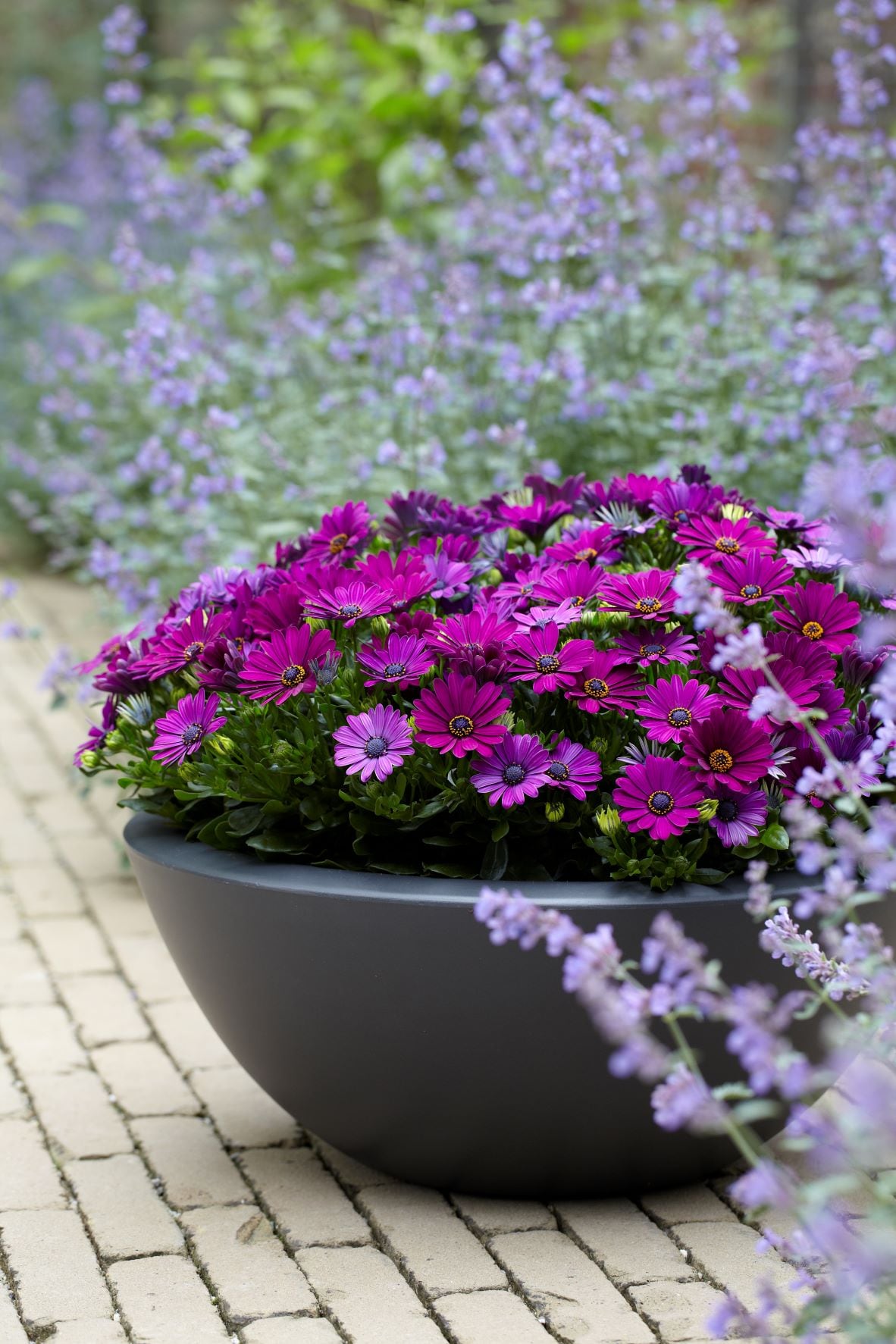  2849 annuals - View #2