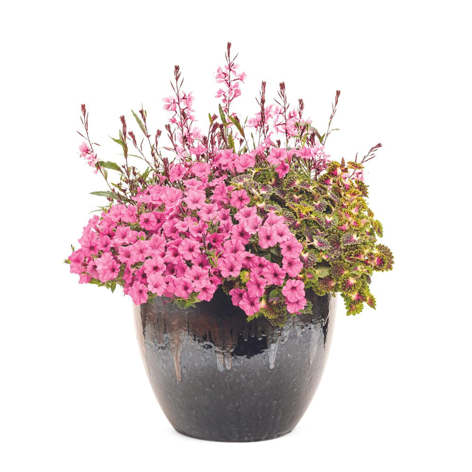 Proven Winners SUPPRW6187504 annuals - View #4