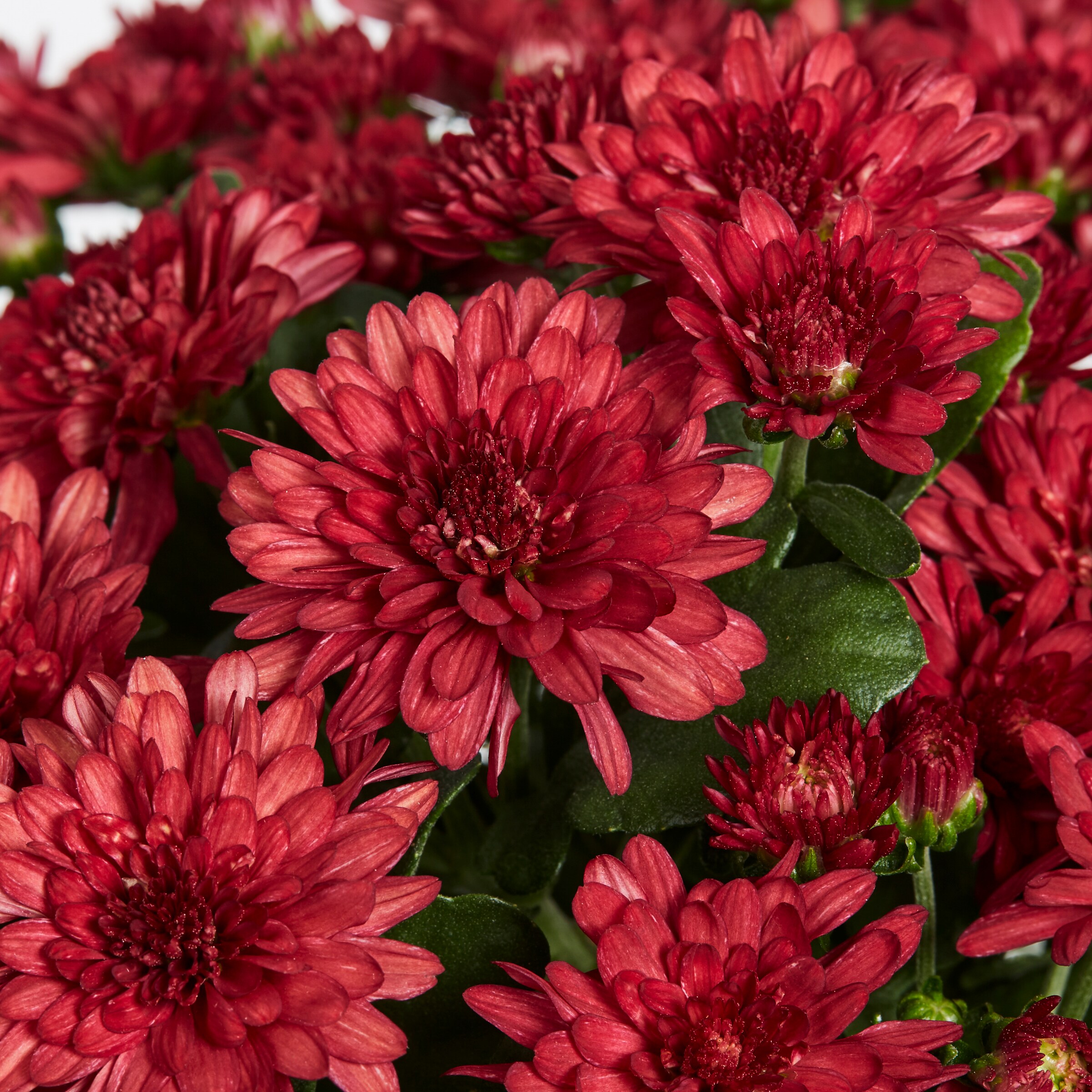Lowe's NURSERY annuals - View #2