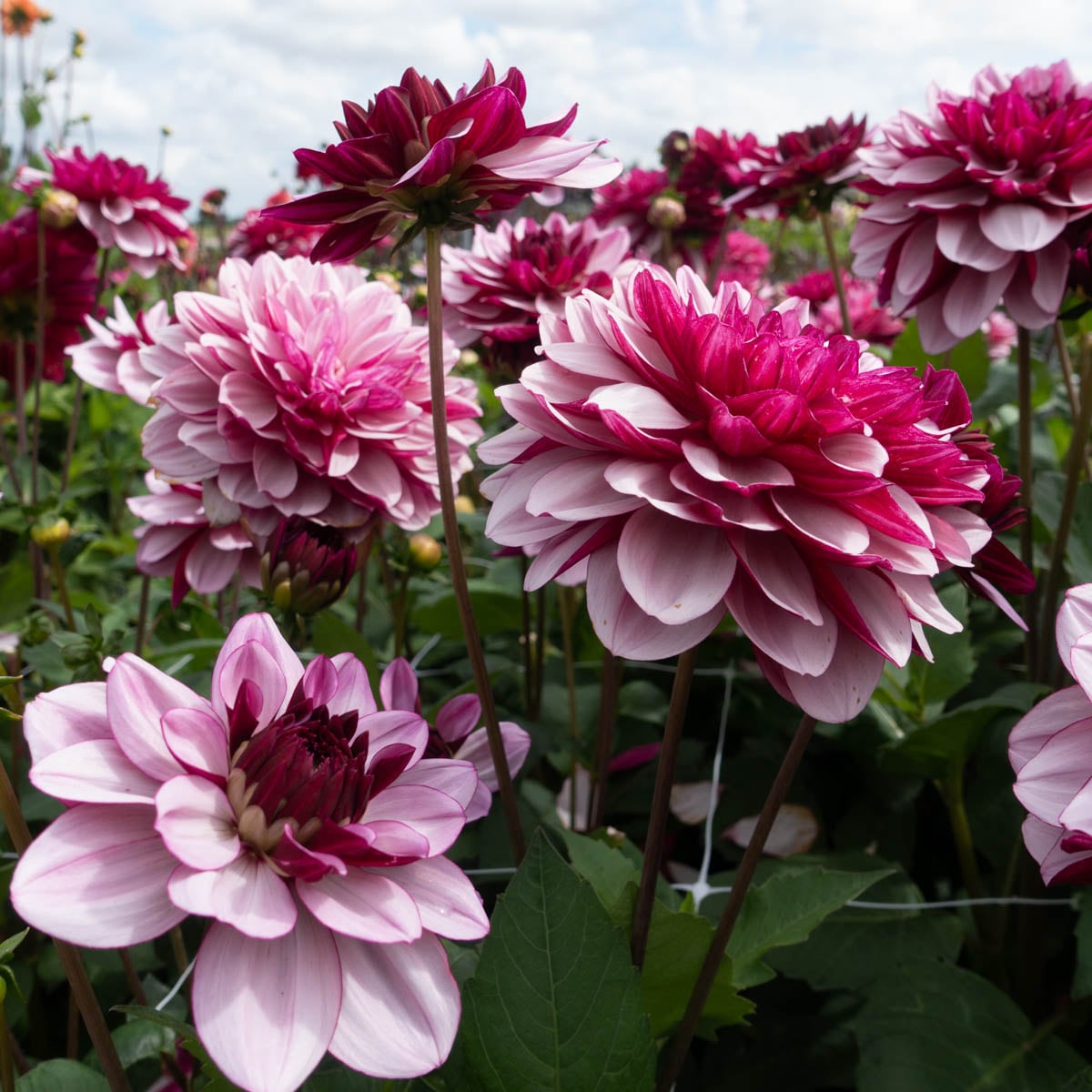 Breck's Purple Flowering Crème De Cassis Dormant Dahlia Bulbs 3-Pack in ...