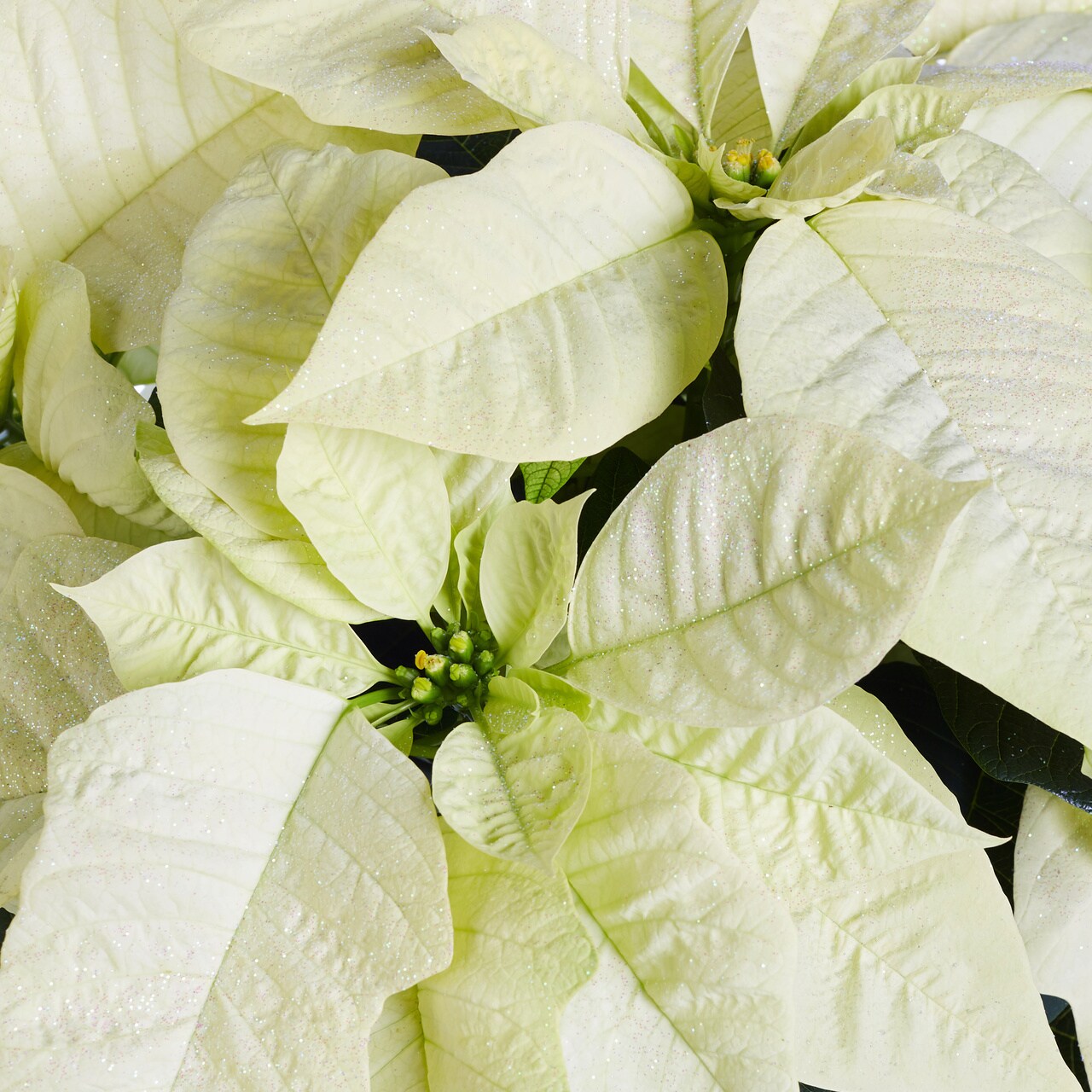  5349209 Fresh-Cut-Christmas-Decorations - View #2