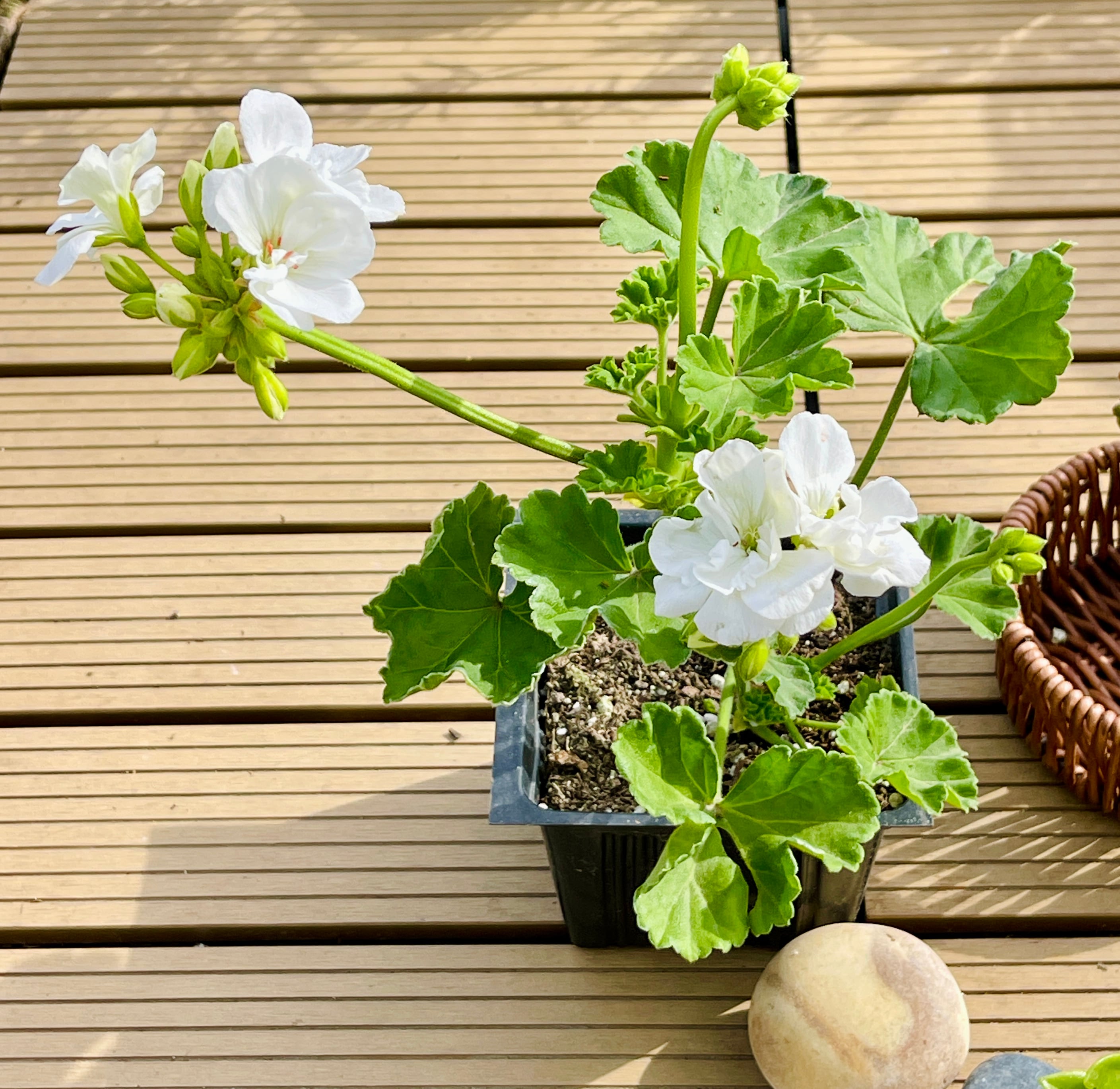 MiniEpic OP-LS-04 hseplants - View #3