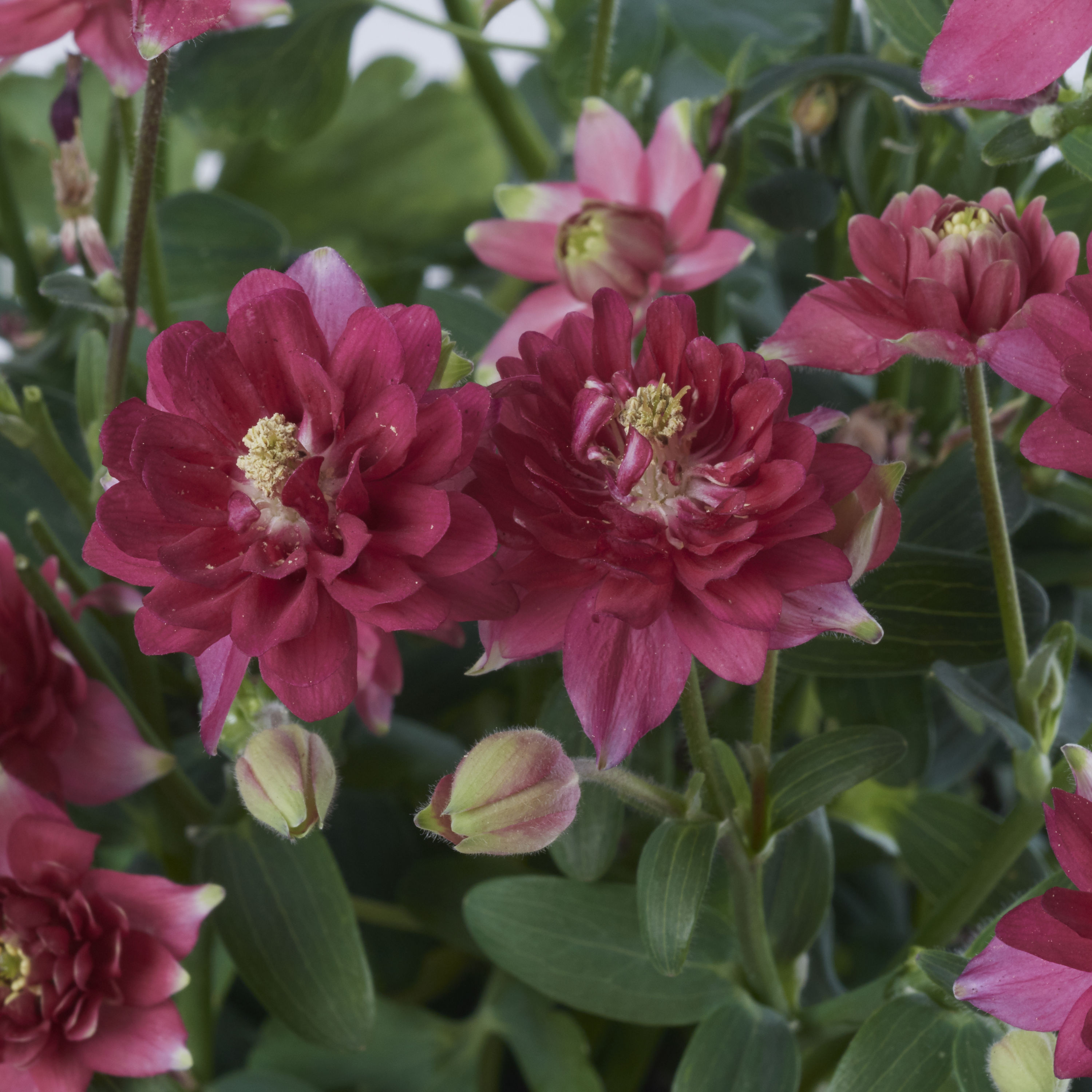 Lowe's NURSERY perennials - View #6