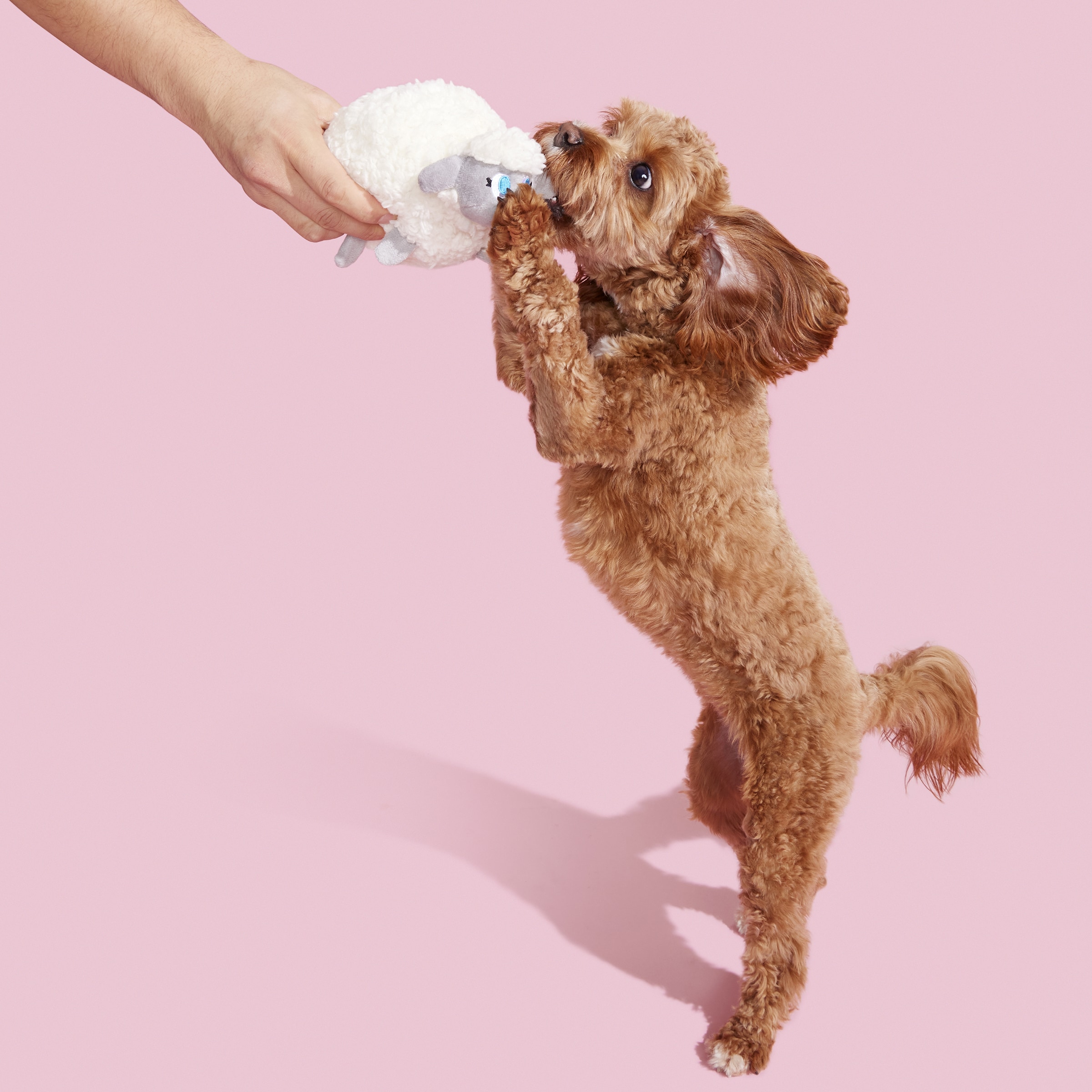 BARK 214273 Dog-Toys - View #2