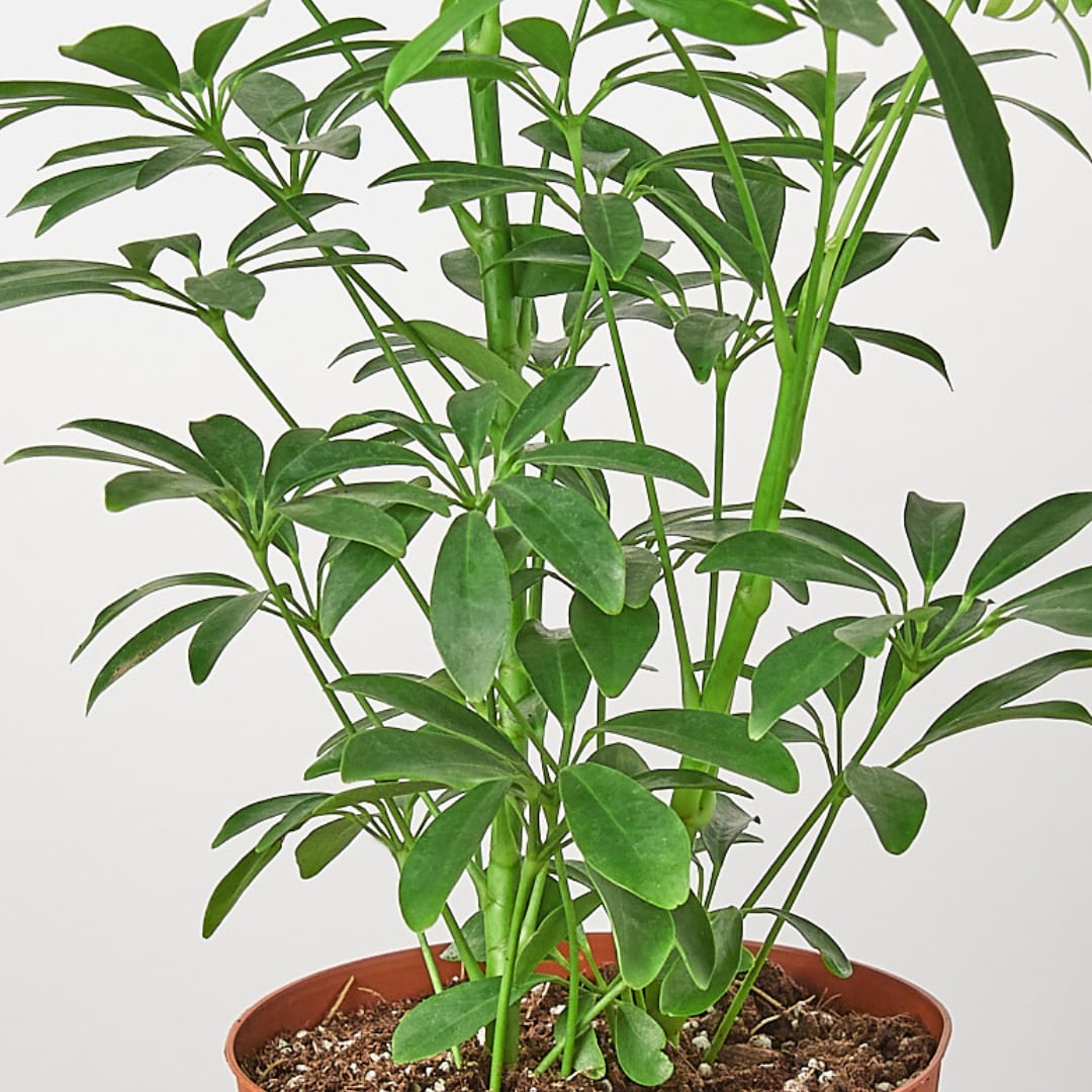 House Plant Shop SCHEFFLERAVARIEGATED hseplants - View #2