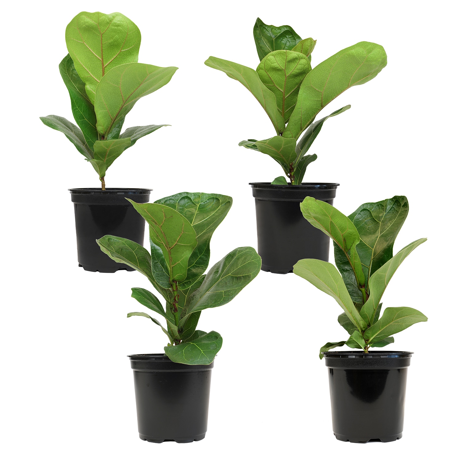 Altman Plants 0872892 Ficus Fiddle Leaf Fig House plant in 1.97 Pint(s) Pot 4.0 -Pack