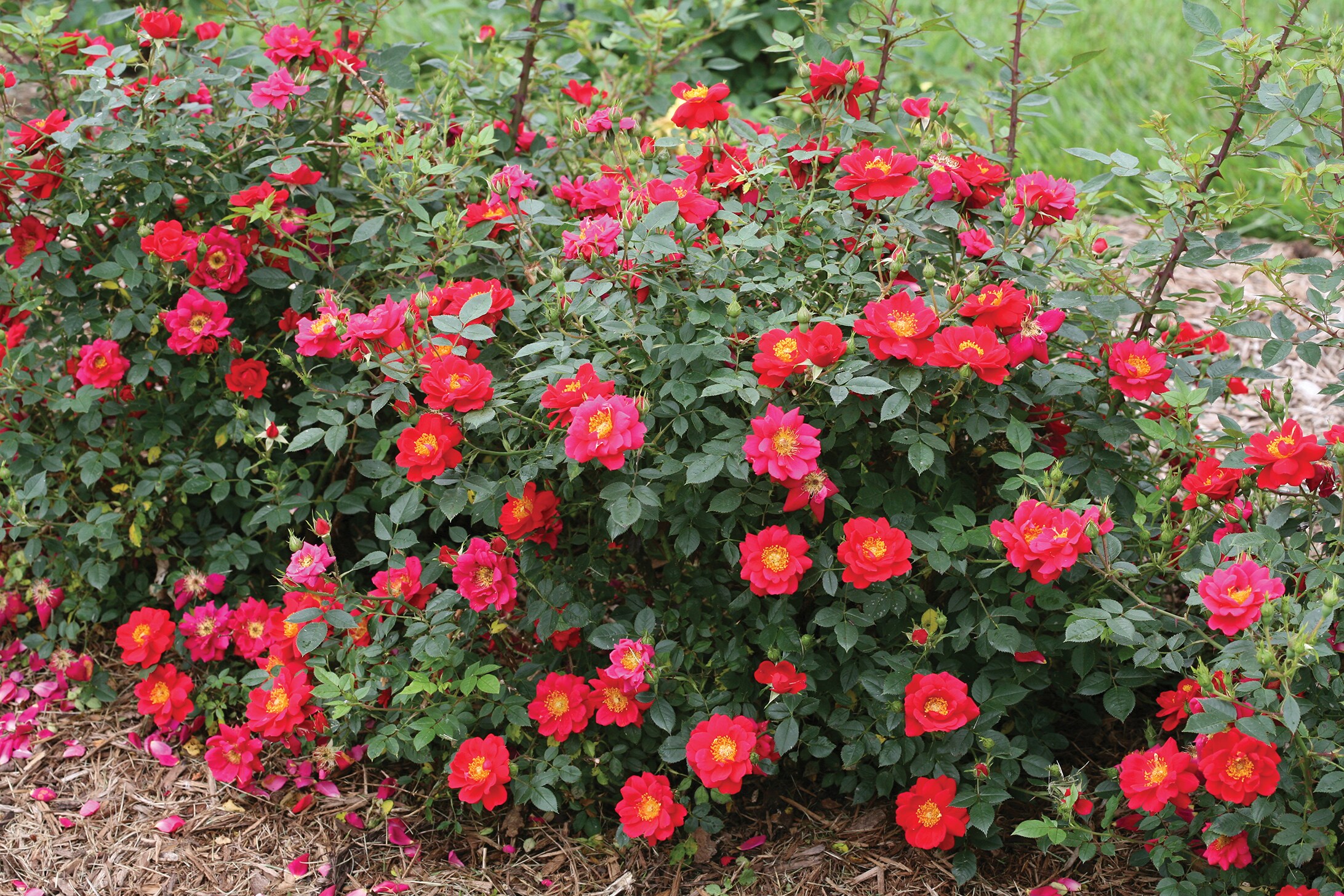 Proven Winners ROSPRC1117800 shrubs - View #2