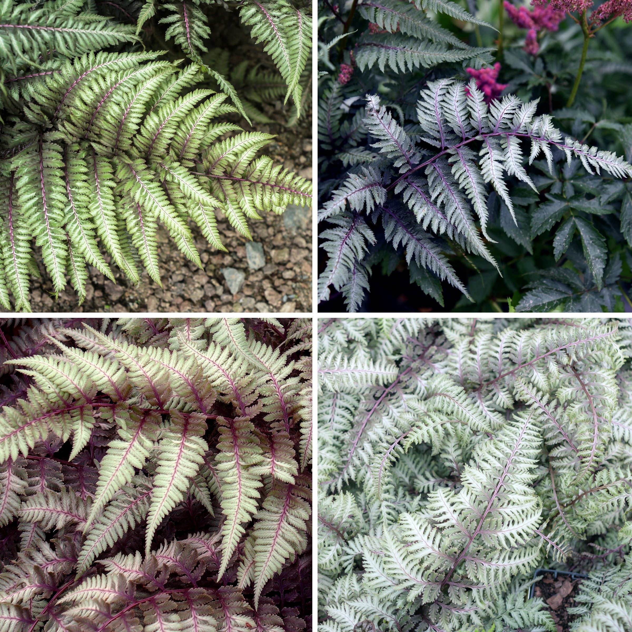 National Plant Network LW2578 Painted Fern Collection Plant in 5.5 -in Pot 4 -Pack