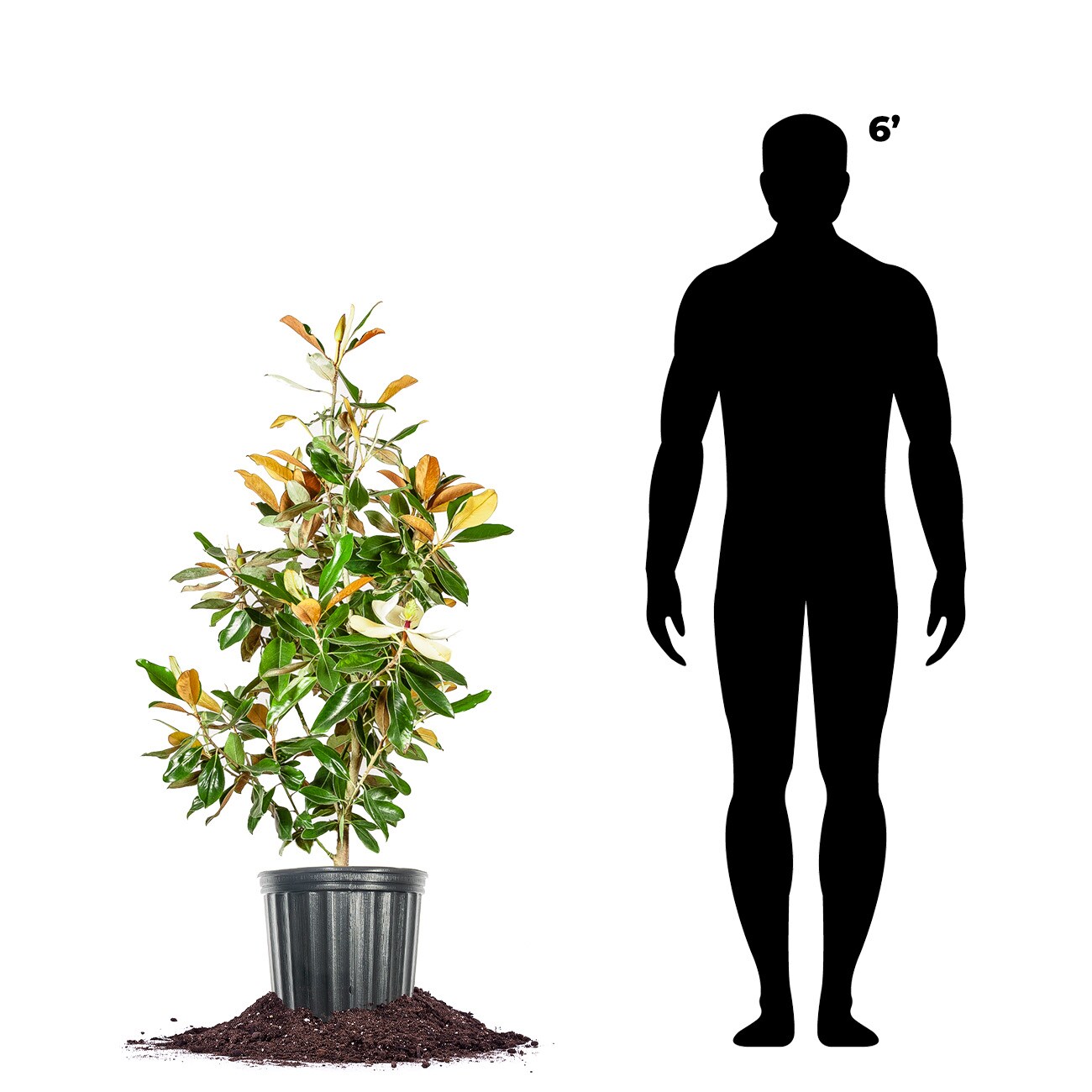 Perfect Plants LOLITTLEGEM5G trees - View #4