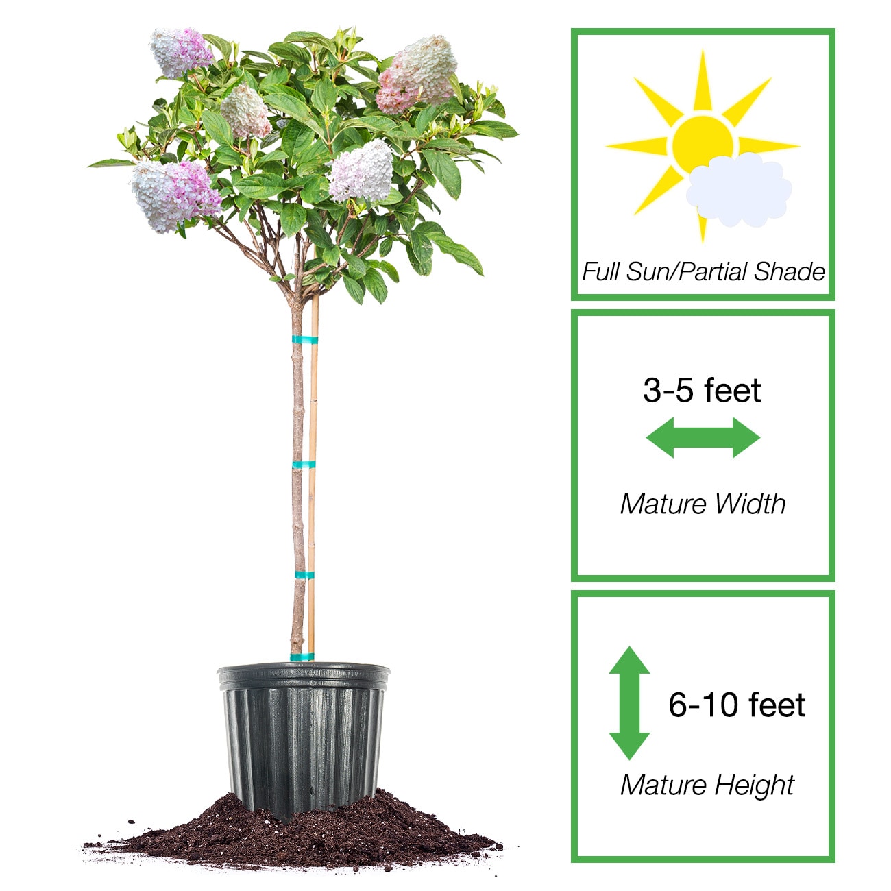 Perfect Plants LOPHANTOMTREE trees - View #2