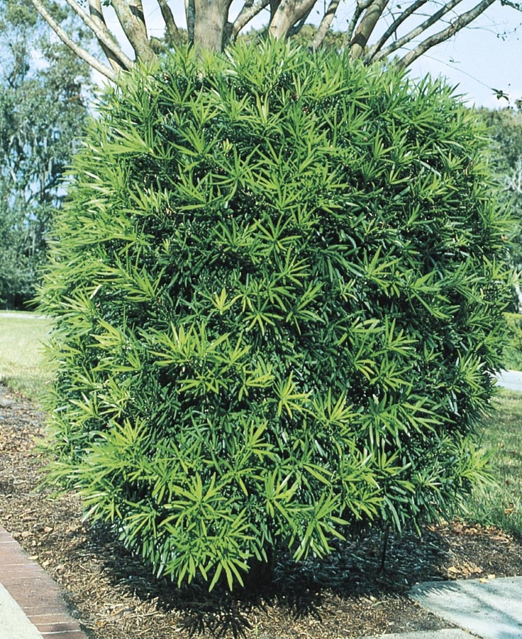  NURSERY 3-Gallon Insignificant Screening Tree Podocarpus