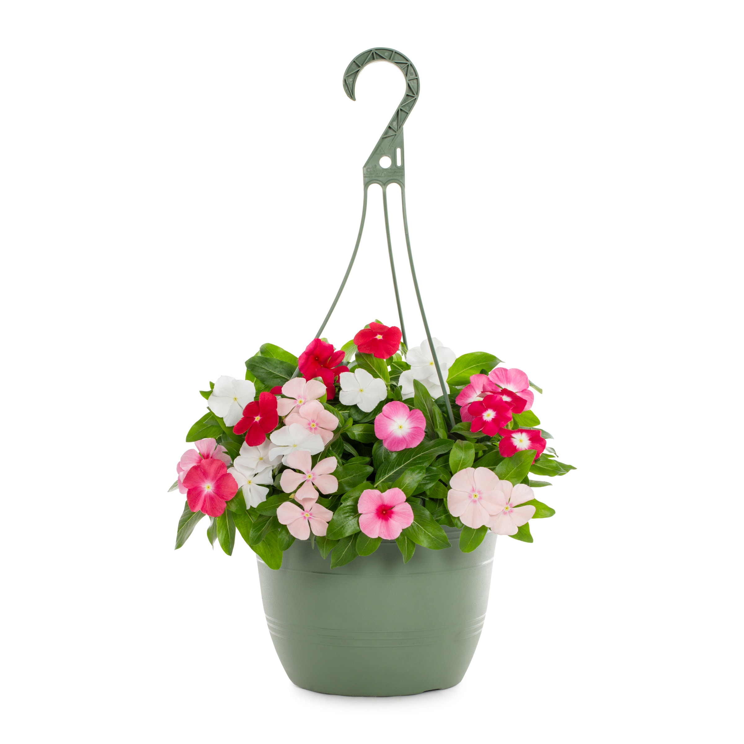 Metrolina Greenhouses 4925 Multicolor Vinca in 1.5 Gallon(s) Hanging basket 1 -Pack