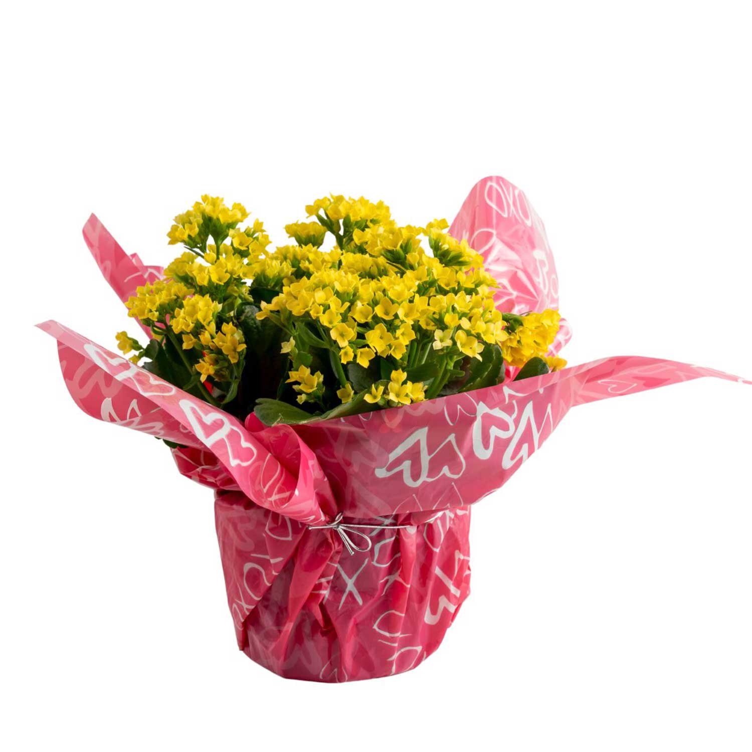 Costa Farms Multicolor Grower's Choice Color Kalanchoe Gift Wrap House ...