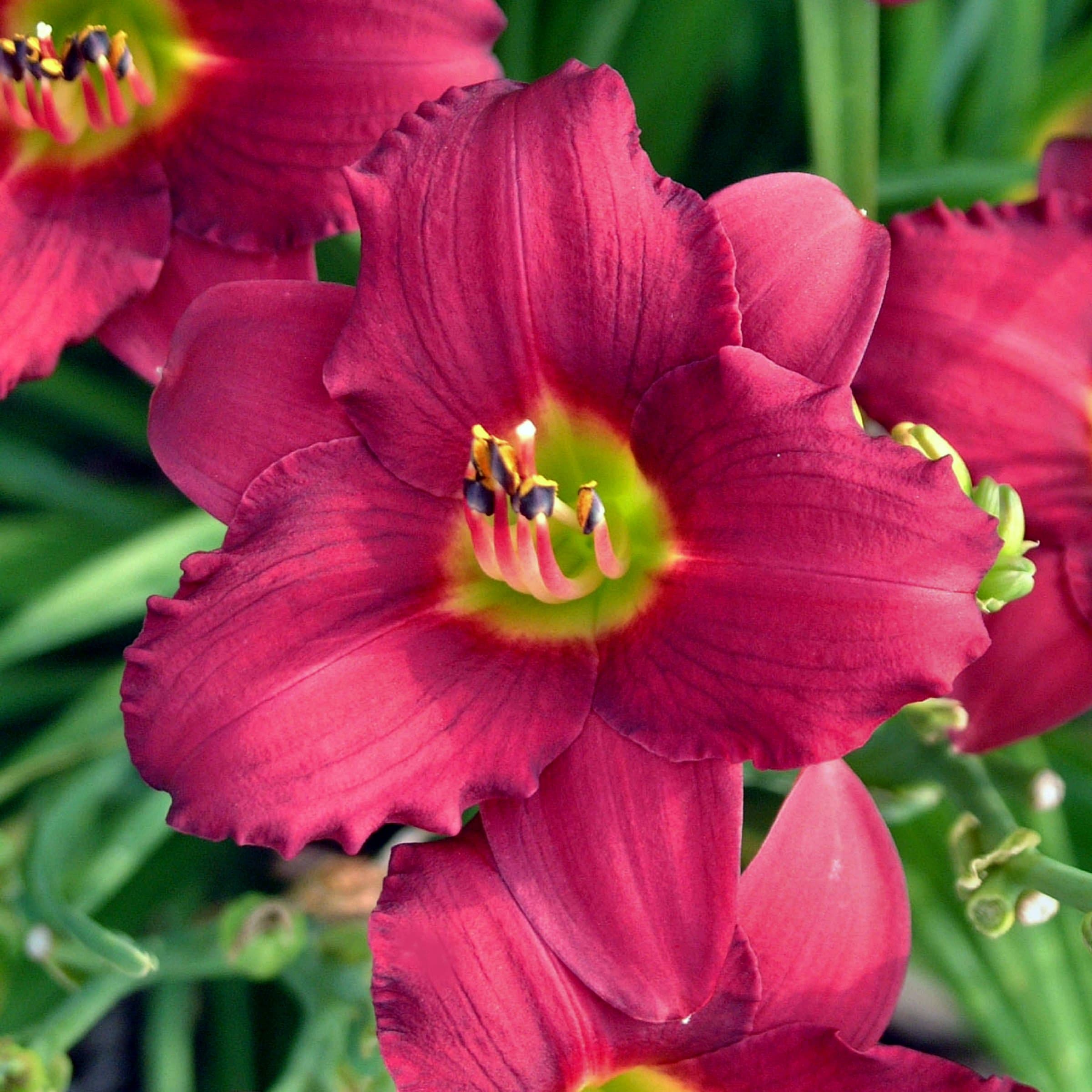National Plant Network LW1985 perennials - View #5
