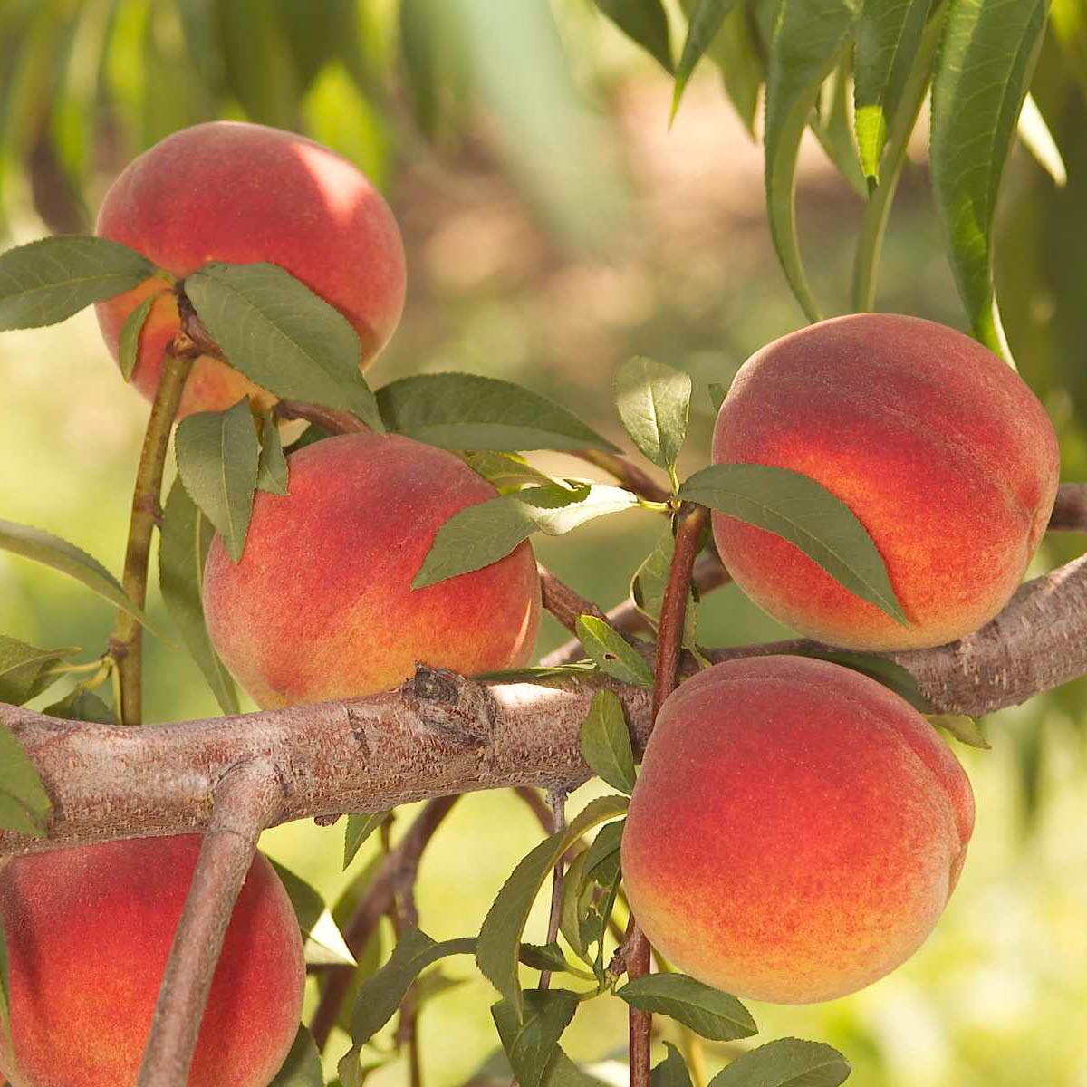 Gurneys Seed And Nursery Fruit Contender Peach Standard Starter Tree Bareroot In The Trees
