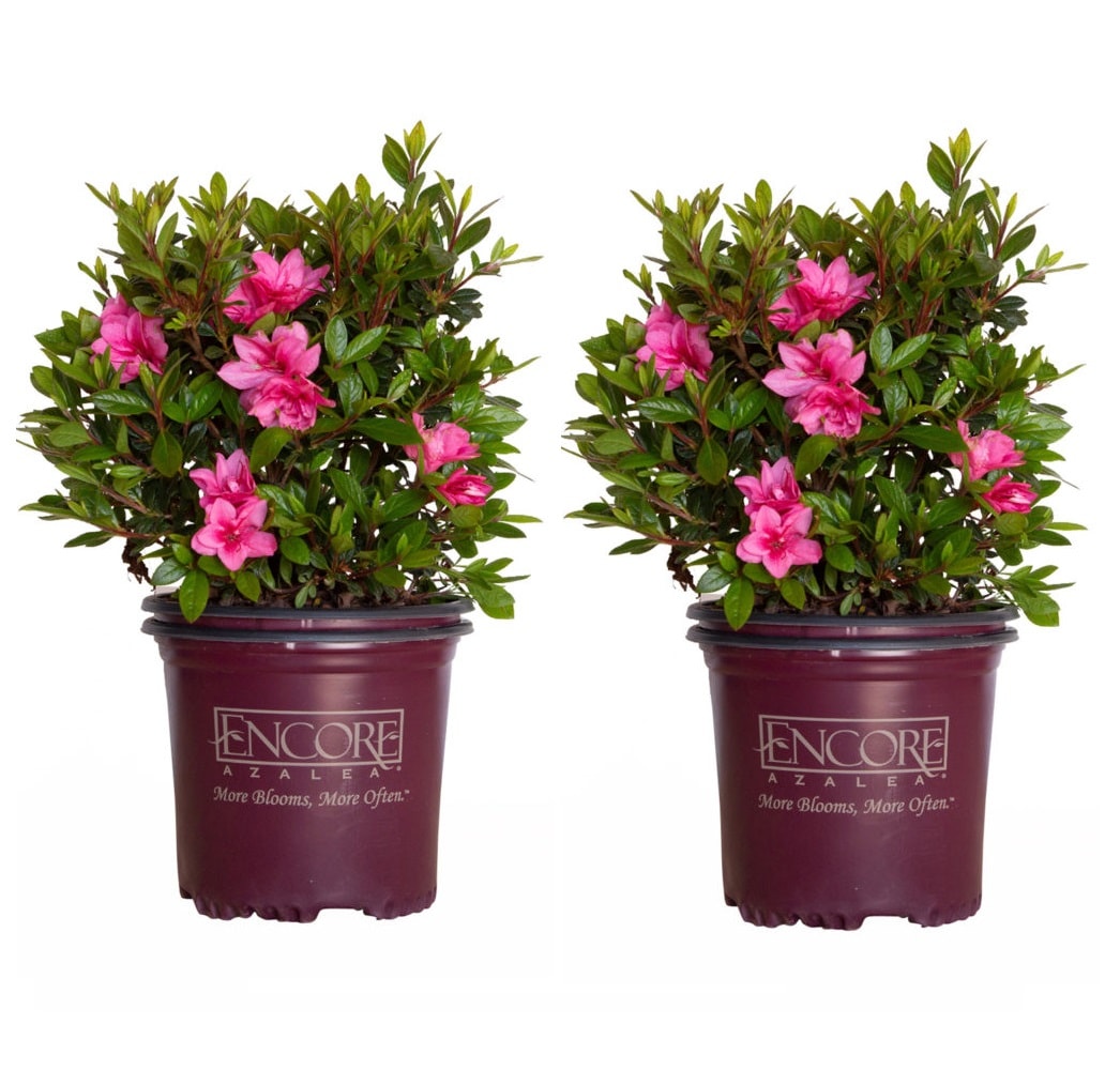 Encore Azalea Pink Autumn Empress Azalea Flowering Shrub in 1-Gallon Pot  2-Pack in the Shrubs department at