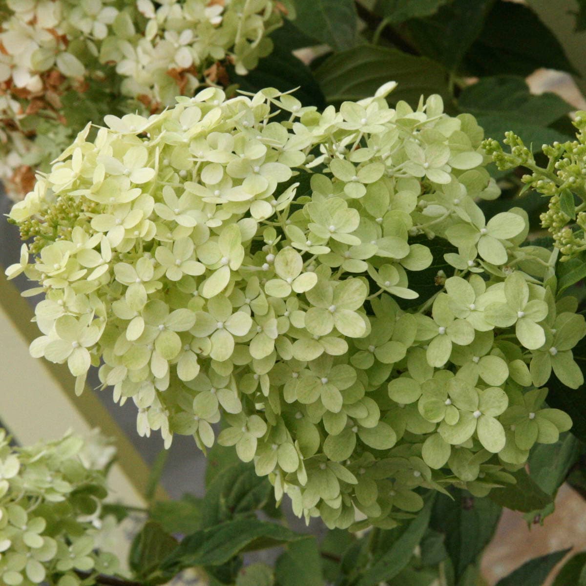 Spring Hill Nurseries 93729 shrubs - View #3