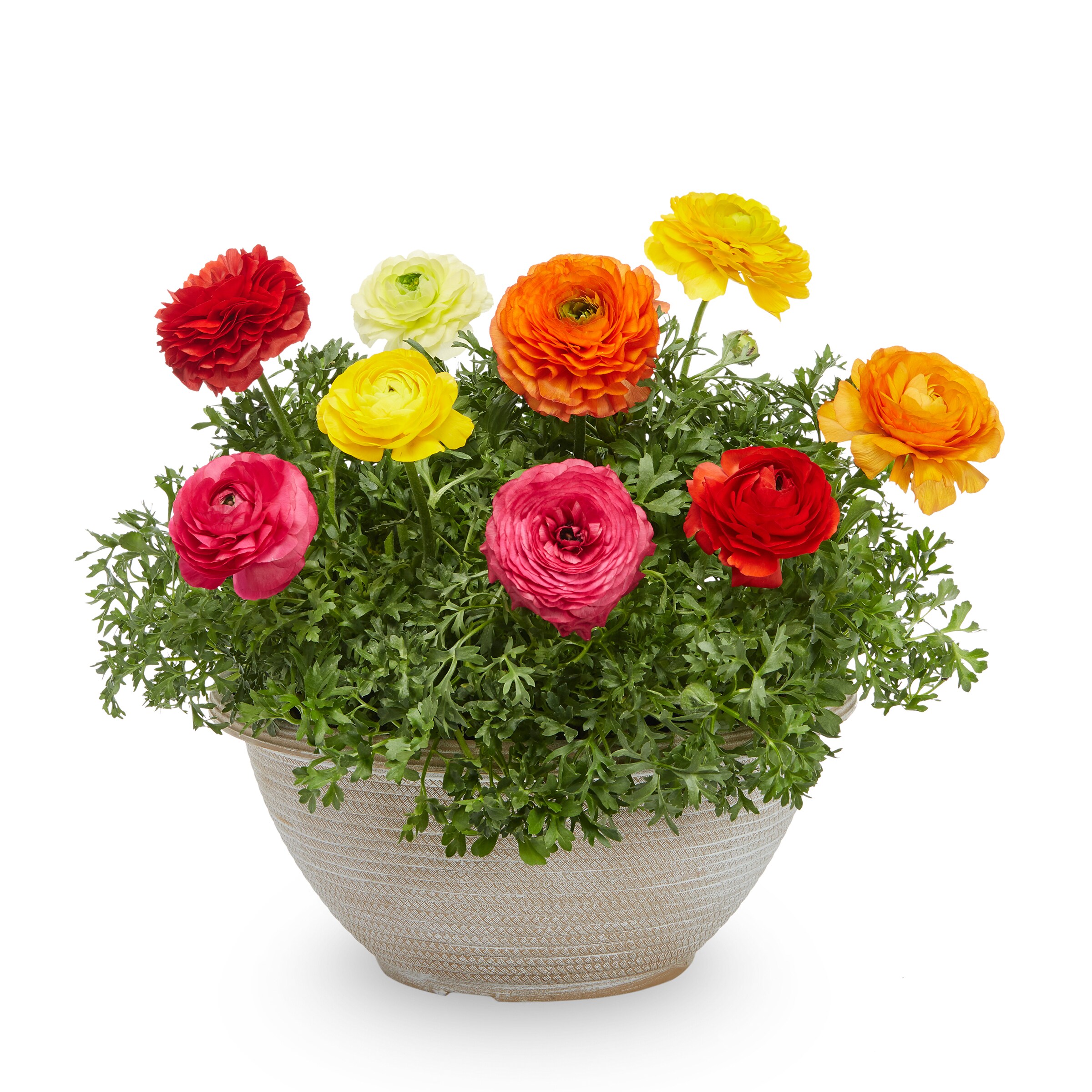 Lowe's NURSERY Multicolor Mixed Annuals in 2-Gallon Planter