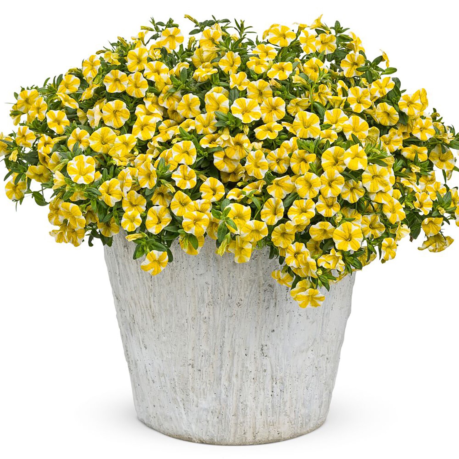 Proven Winners BELPRW1237504 annuals - View #4