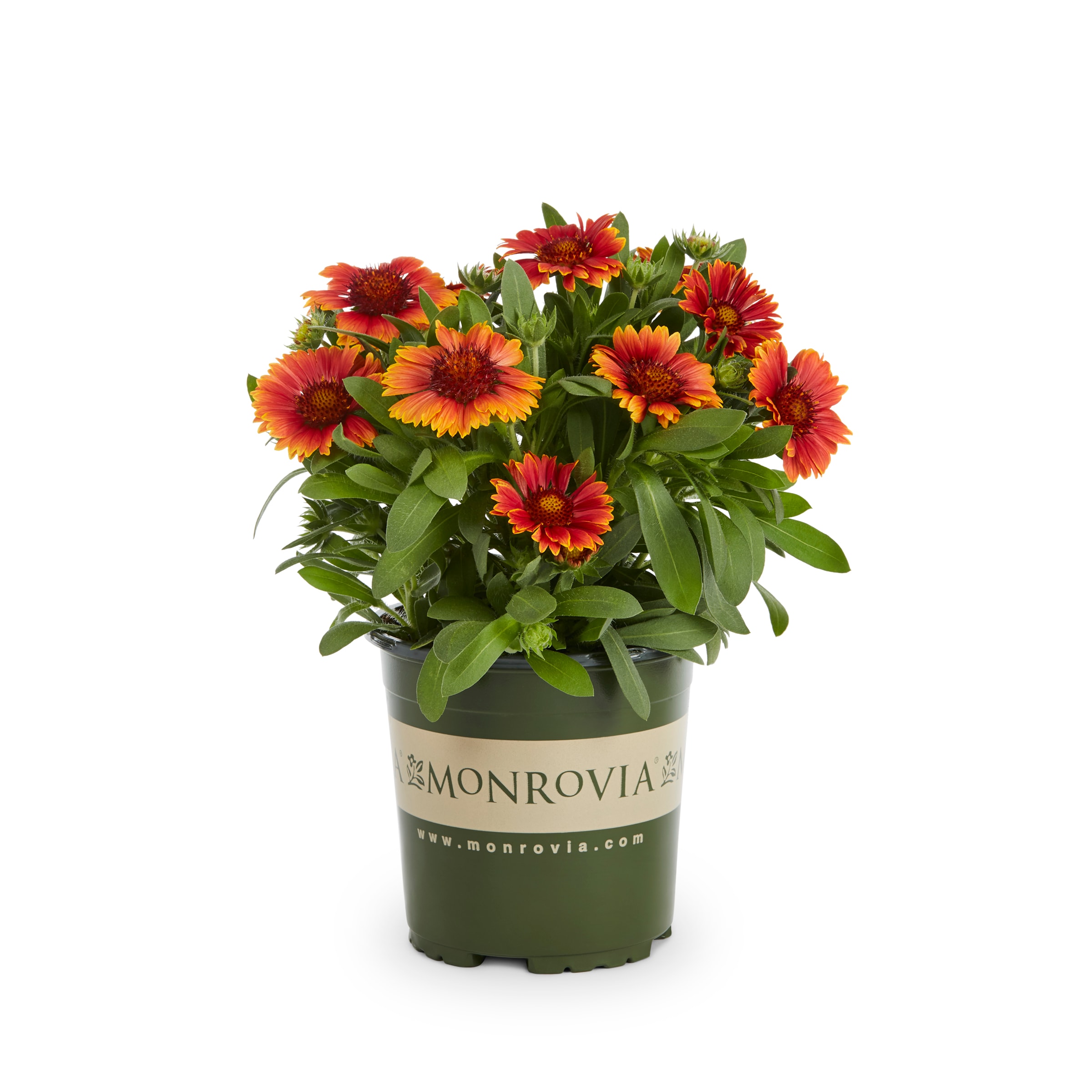 Lowe's NURSERY Multicolor Yellow Touch Blanketflower Plant in 2 -Quart Pot 1 -Pack