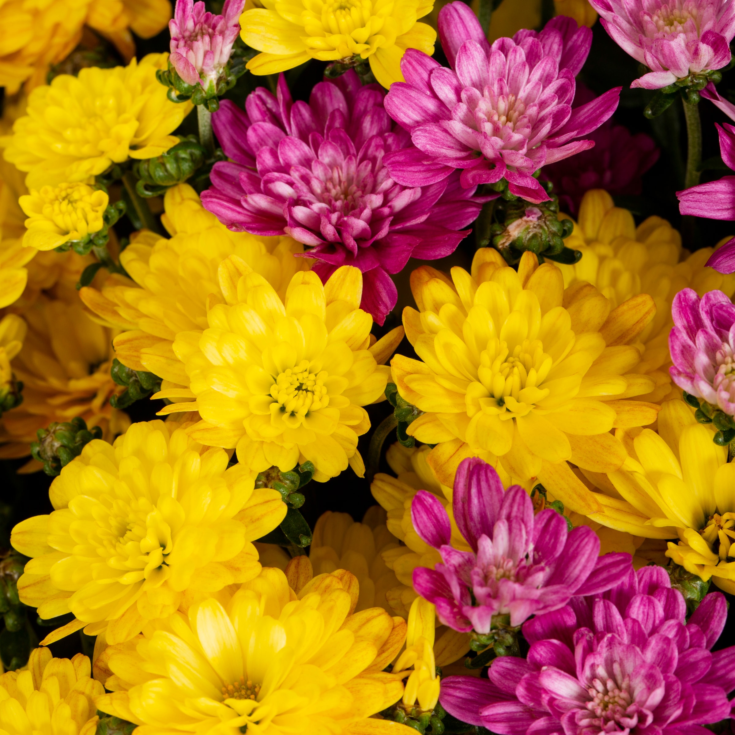 Lowe's NURSERY annuals - View #2