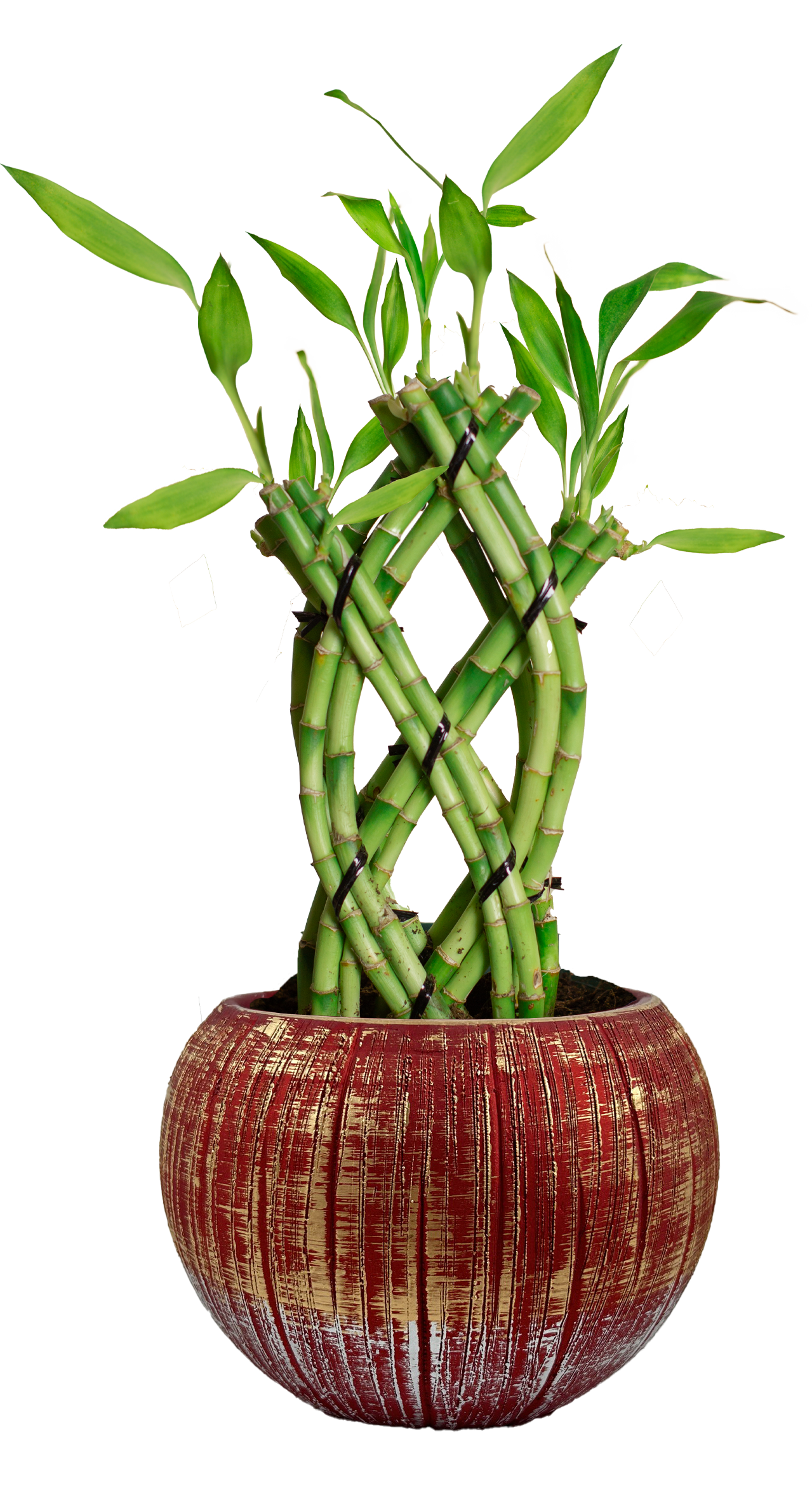 LiveTrends HONG Hong House plant in 12 Ounce(s) Pot 1 -Pack